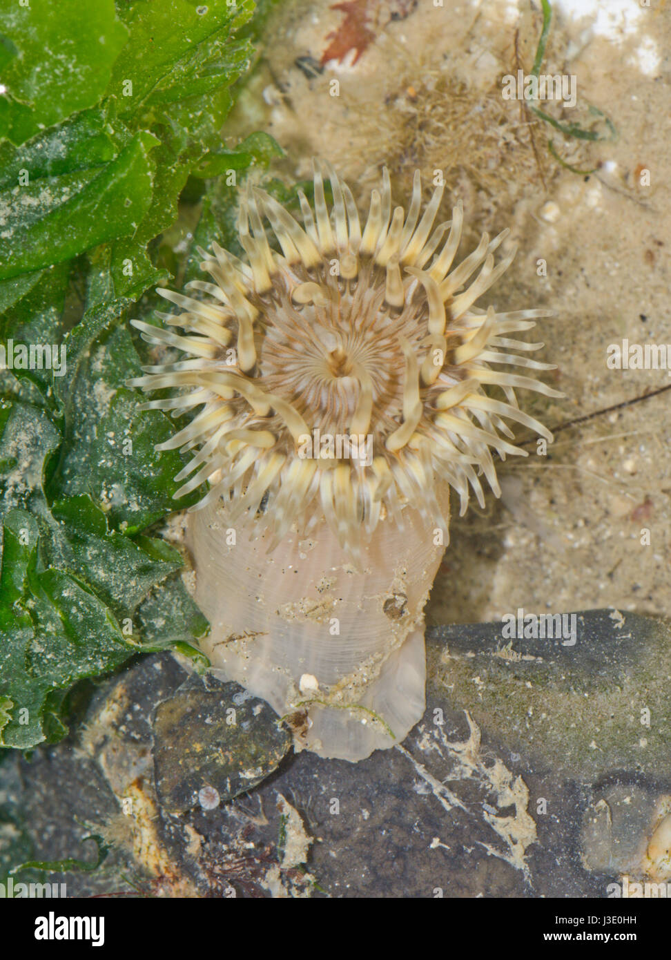 Daisy Sea Anemone (Cereus pedunculatus) Cream Form Stock Photo