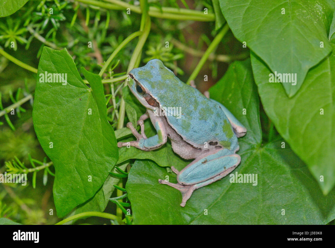 Blue form of European Tree frog (Hyla arborea) Stock Photo