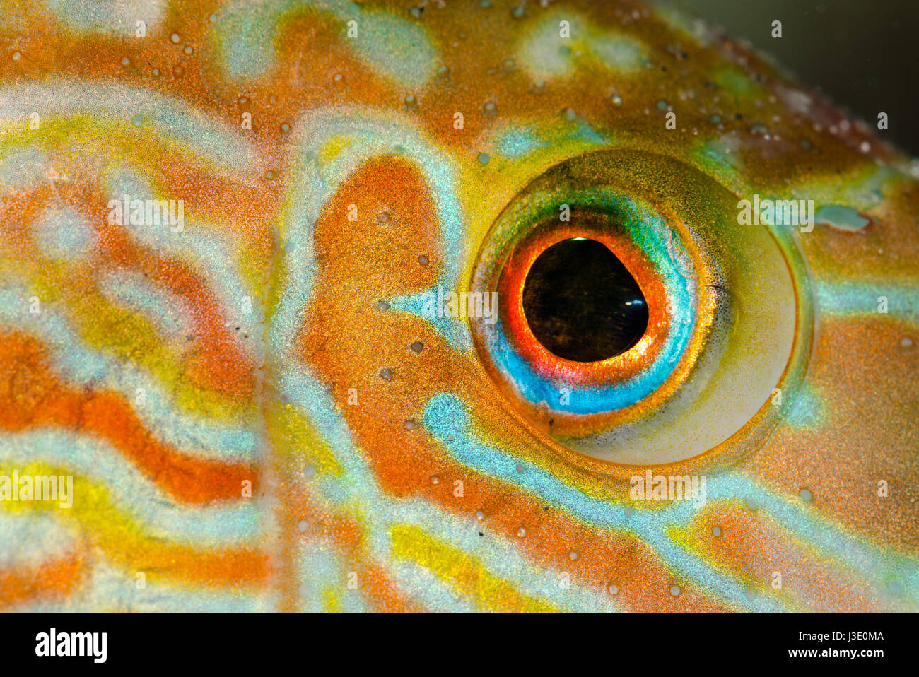 Eye Of Corkwing Wrasse Fish, Sussex, Uk Stock Photo - Alamy