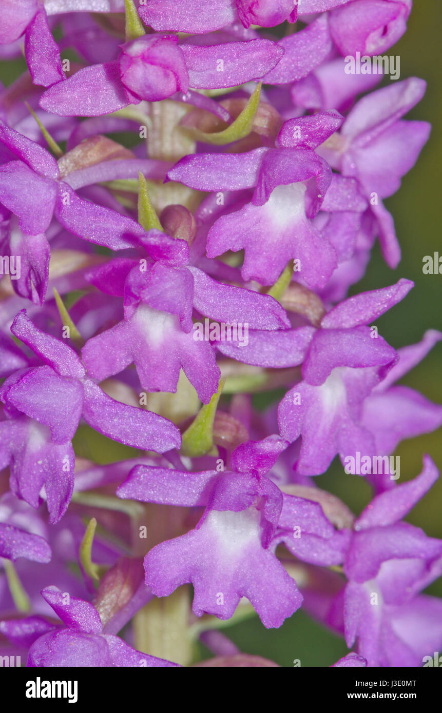 Marsh Fragrant Orchid (Gymnadenia densiflora). Sussex, UK Stock Photo