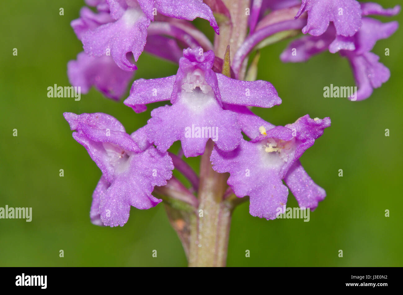 Marsh Fragrant Orchid Flowers (Gymnadenia densiflora). Sussex, UK Stock Photo