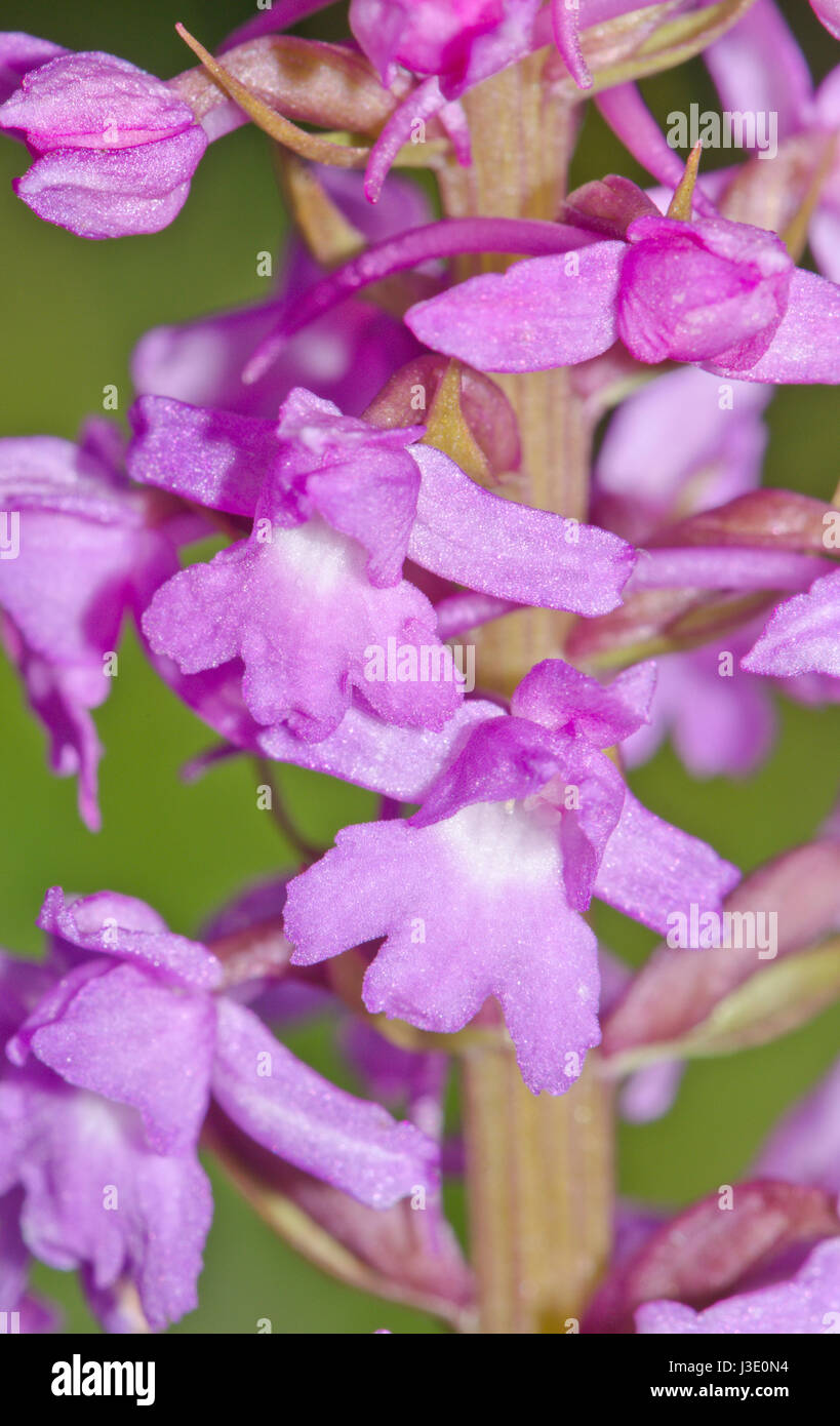 Marsh Fragrant Orchid Detail (Gymnadenia densiflora) in Sussex, UK Stock Photo