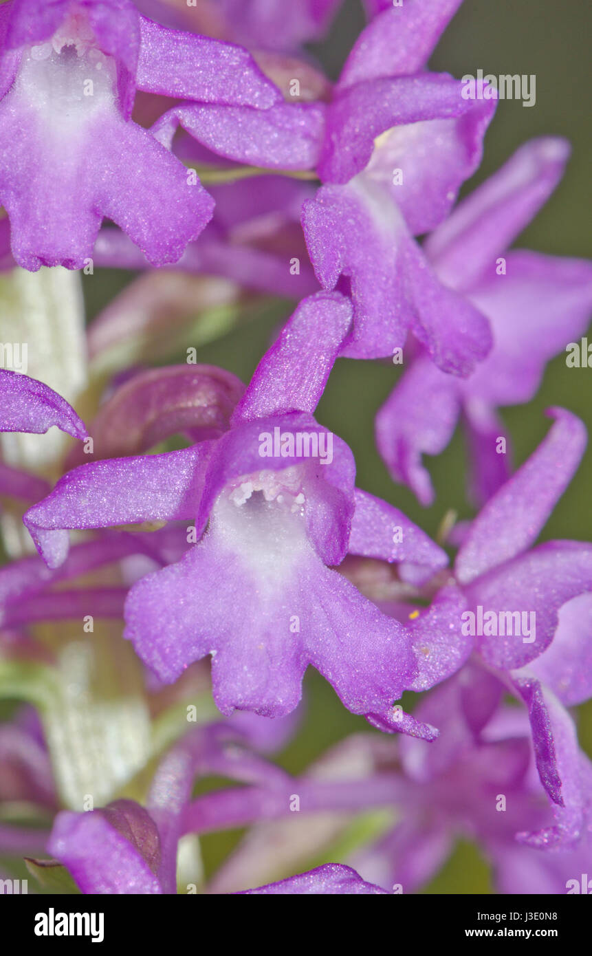 Marsh Fragrant Orchid Flower (Gymnadenia densiflora) in Sussex Stock Photo