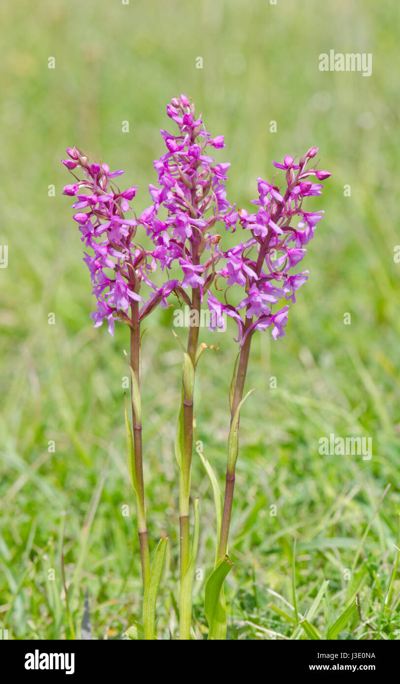 Common Fragrant Orchid Spikes Stock Photo
