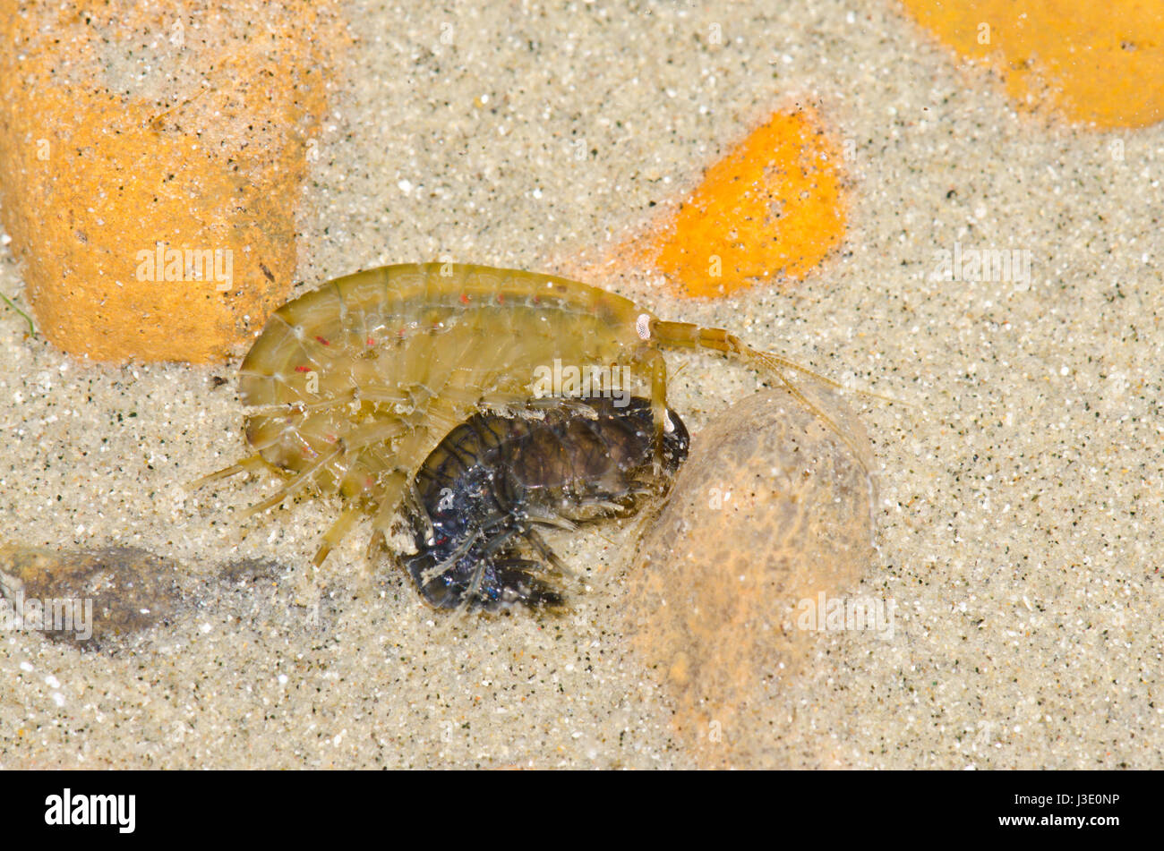 Amphipods Mating Stock Photo