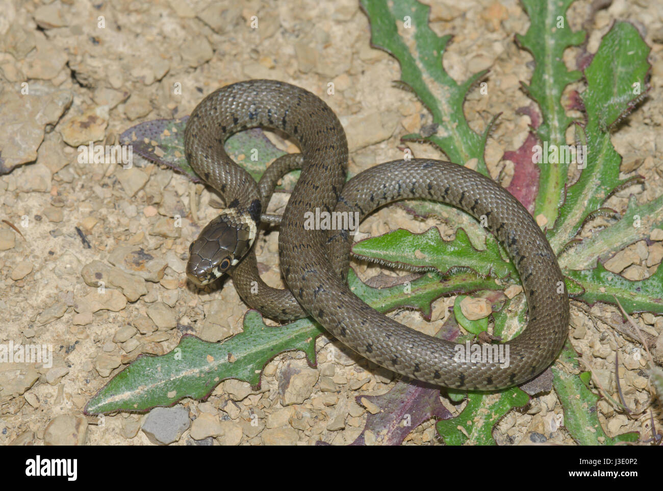 Juvenile Barred Grass Snake (Natrix helvetica) 1 of 2 Stock Photo