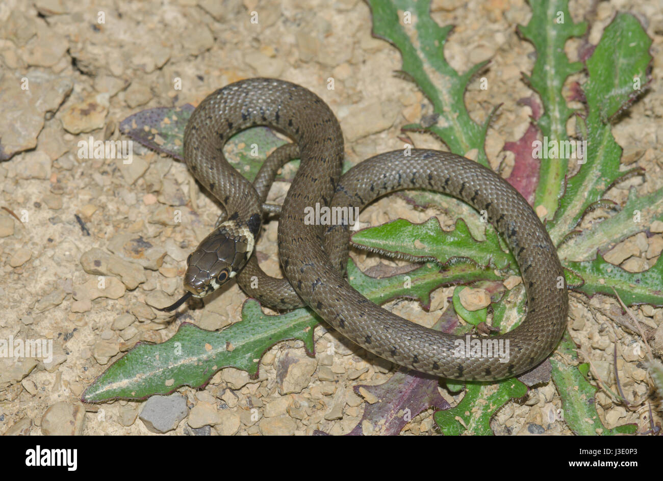 Juvenile Barred Grass Snake (Natrix helvetica) 2 of 2 Stock Photo