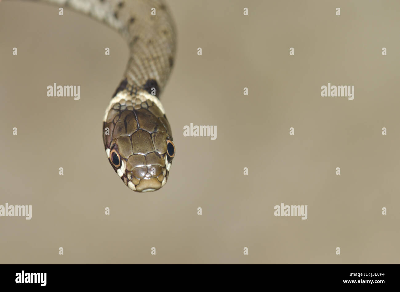 Barred Grass Snake (Natrix helvetica) Head Stock Photo - Alamy