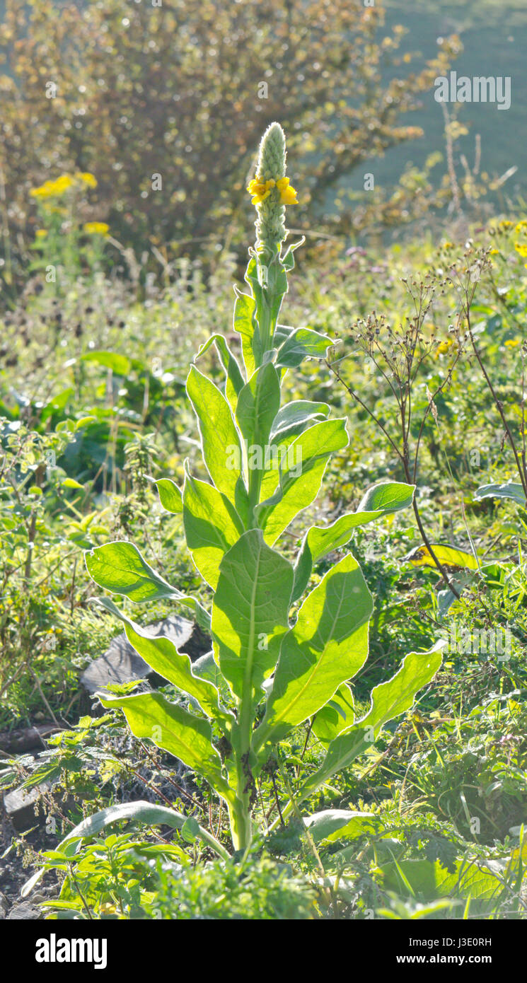 Great Mullein (Verbascum thapsus) Stock Photo