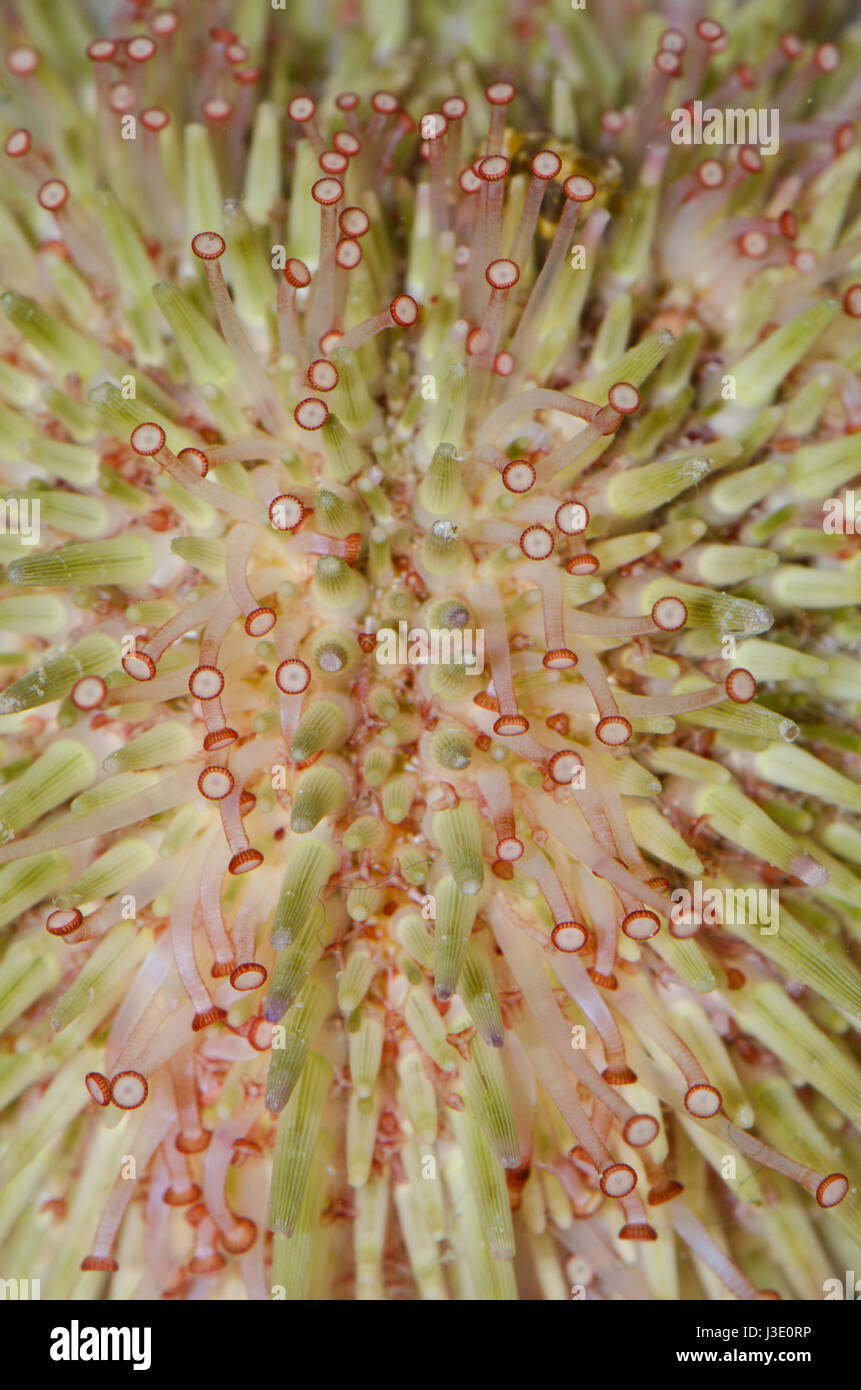 Green Sea Urchin (Psammechinus miliaris) Tube Feet Stock Photo Alamy