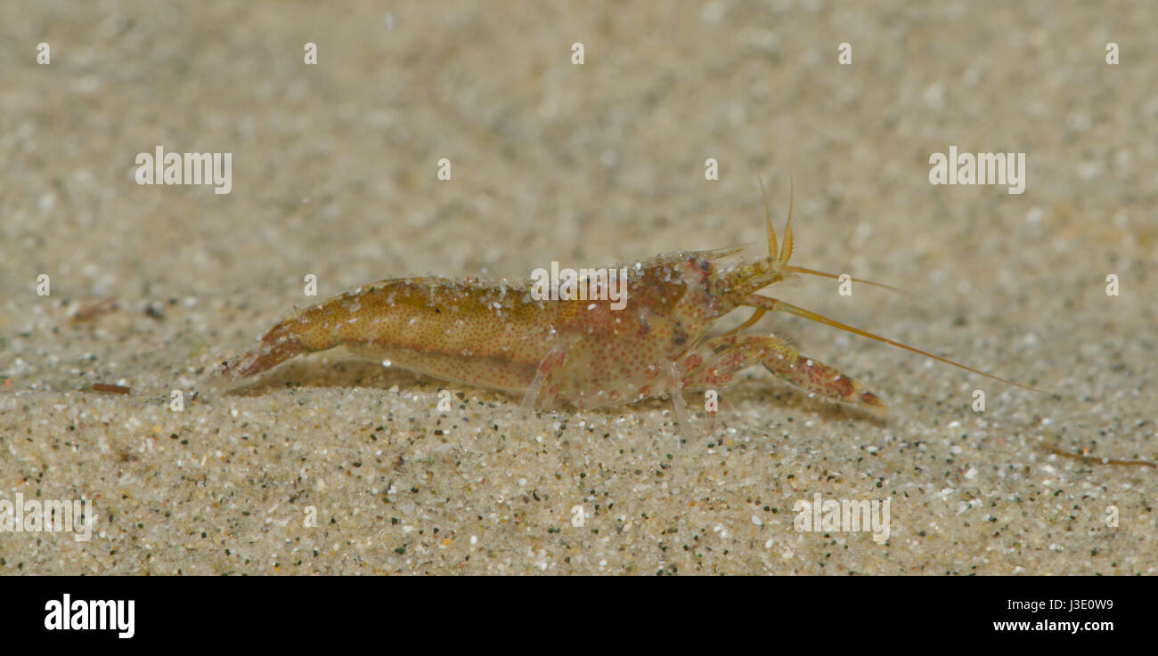 Hooded shrimp (Athanas nitescens) Stock Photo