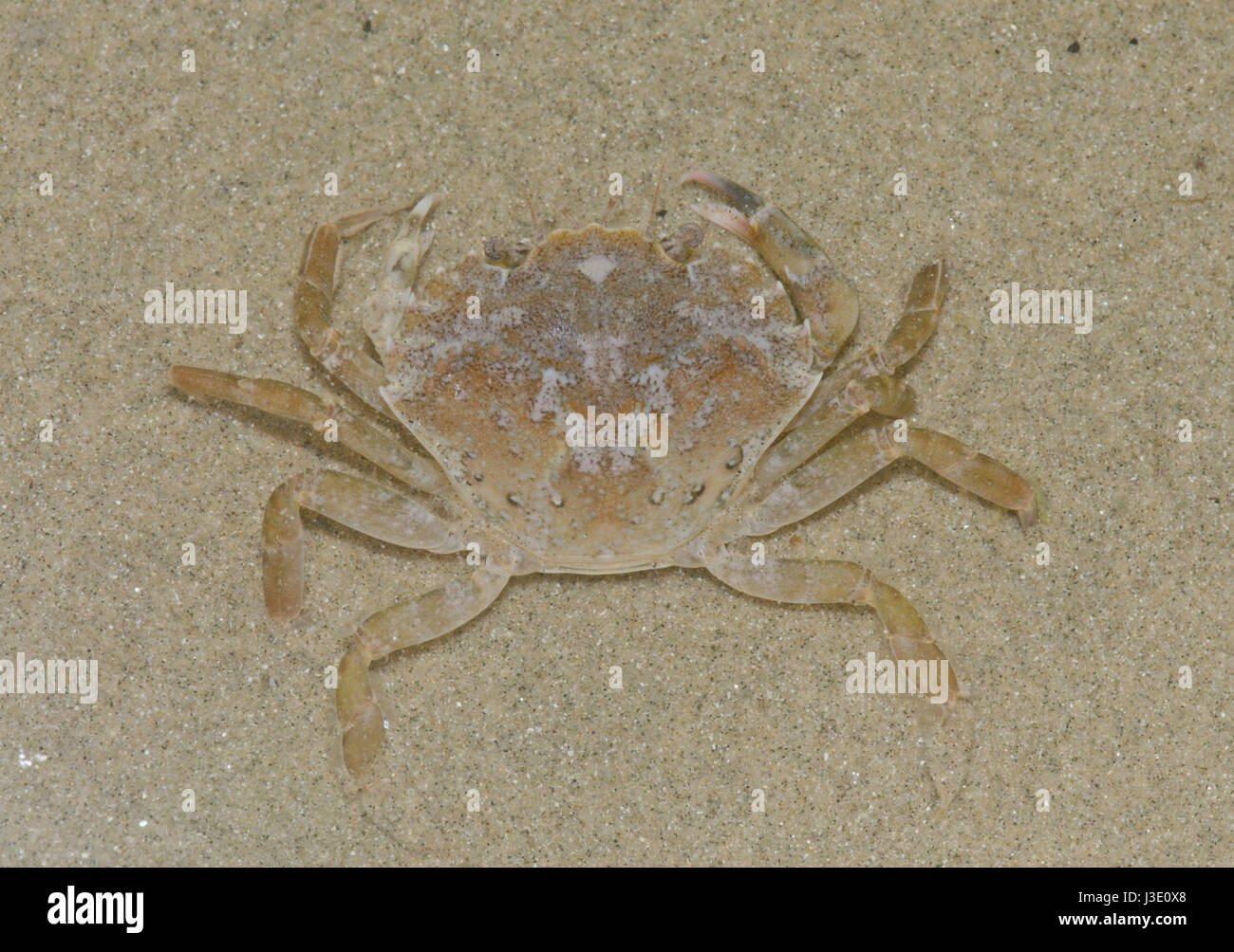 Marbled Swimming Crab (Liocarcinus marmoreus) Portunidae. Sussex, UK Stock Photo