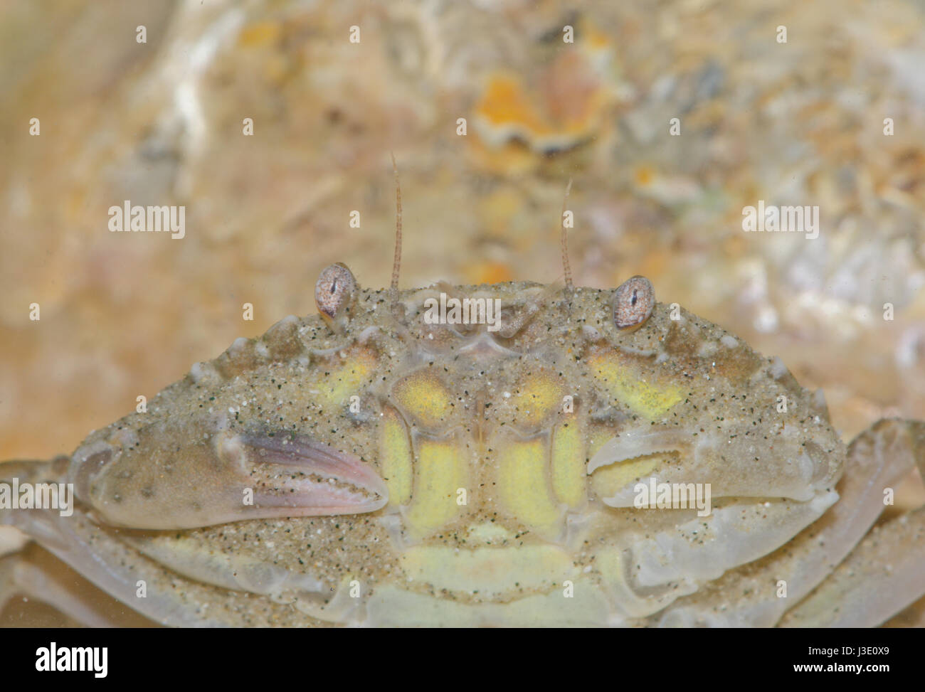 Head of Marbled Swimming Crab (Liocarcinus marmoreus),Portunidae. Sussex, UK Stock Photo