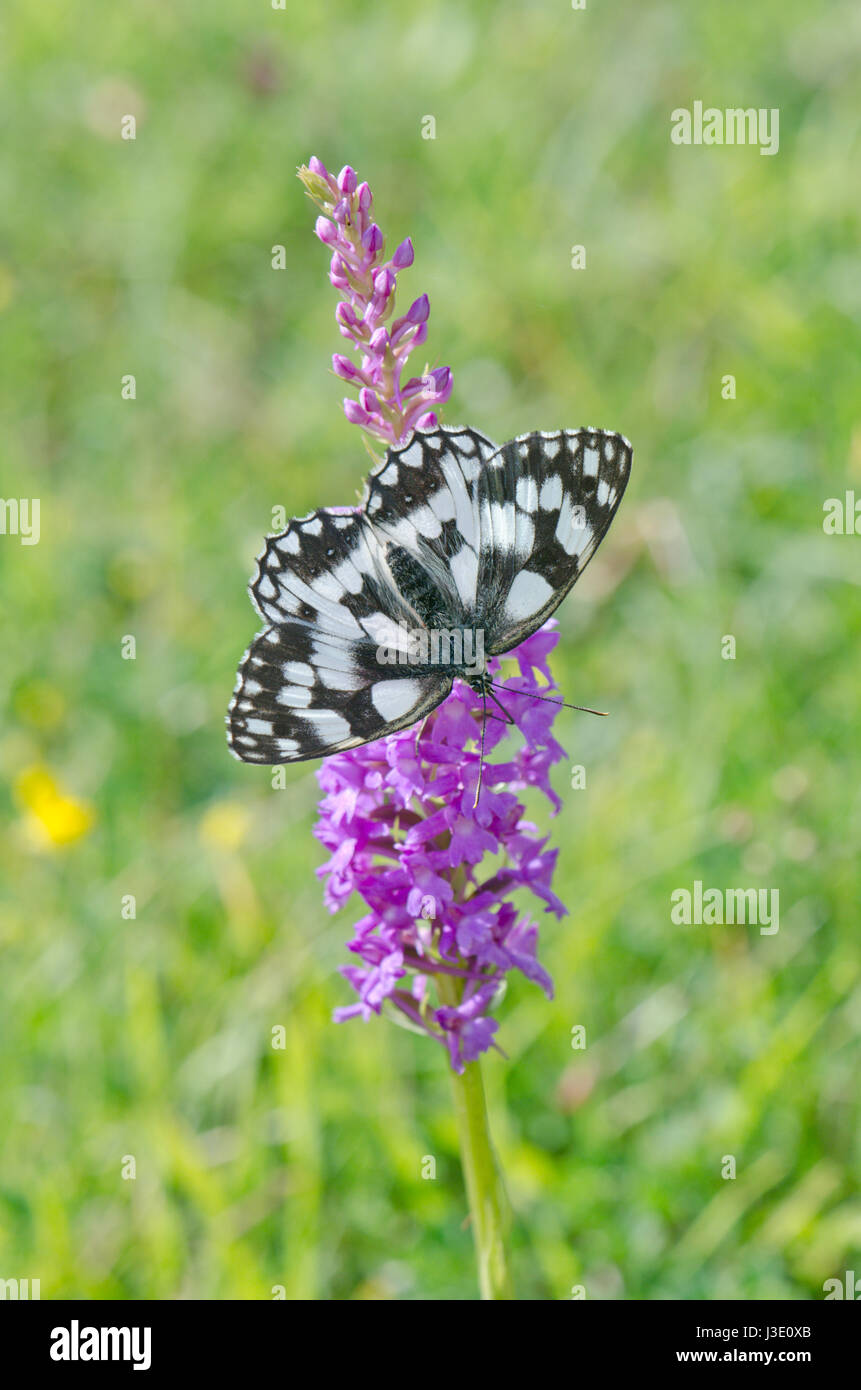 Marbled White Butterfly on Marsh Fragrant Orchid. Sussex Chalk Grassland Stock Photo