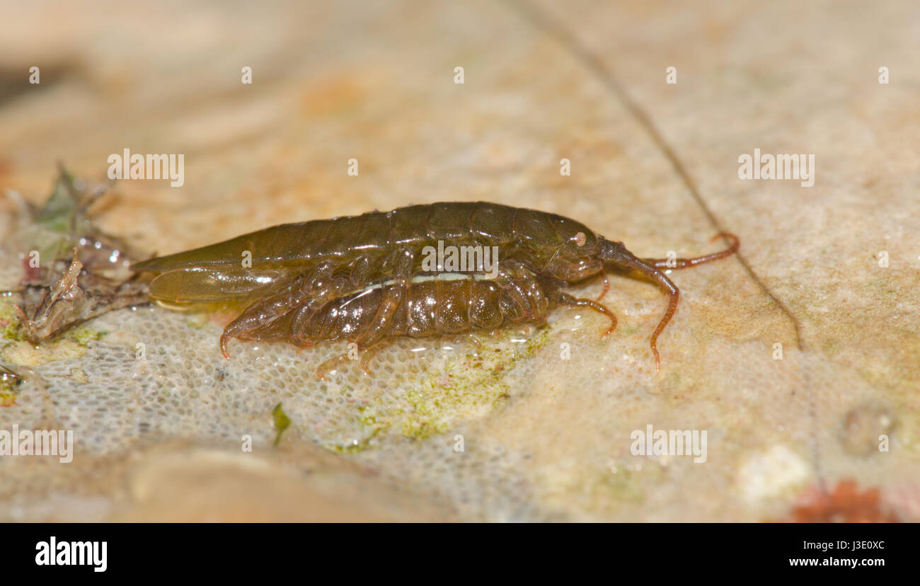 Marine Isopods Mating (Idotea sp.) Stock Photo