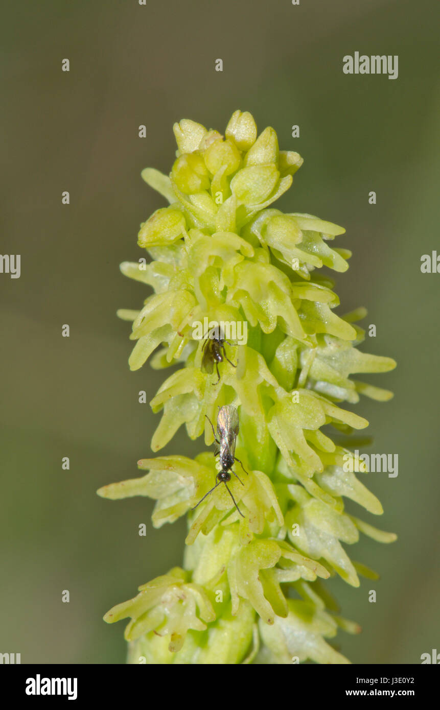 Musk Orchid with Pollinating Wasps (Herminium monorchis) close-up. Sussex, UK Stock Photo