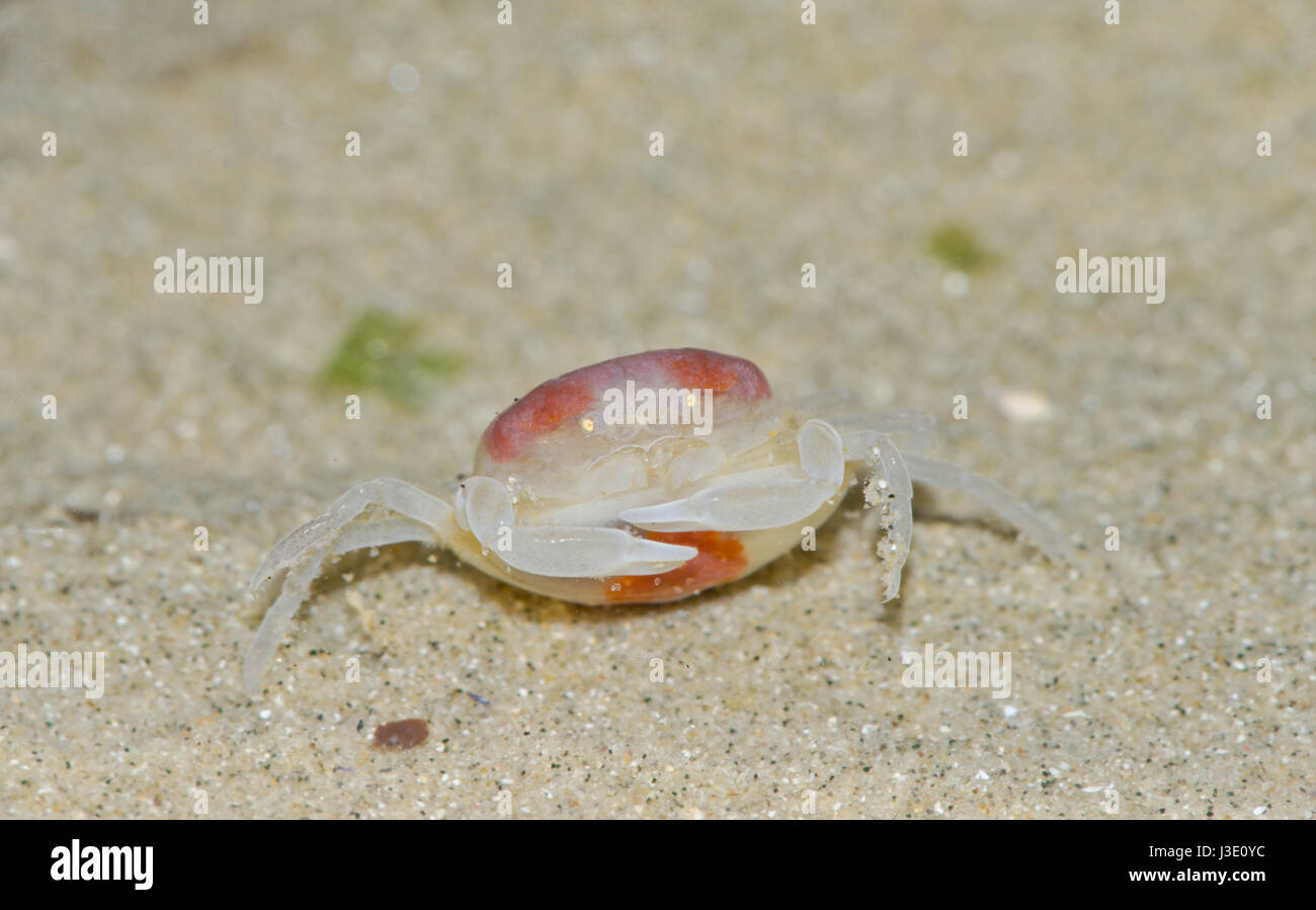 Pea crab mussel hires stock photography and images Alamy
