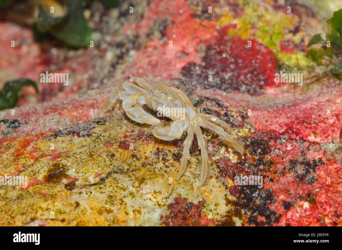 Pea crab hires stock photography and images Alamy