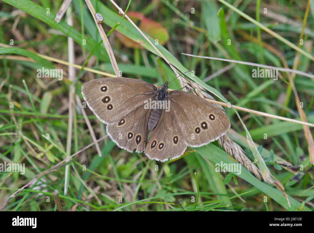 Ringlet Butterfly (Aphantopus hyperantus) ab lanceolata Very Rare abberant form in Sussex, UK Stock Photo