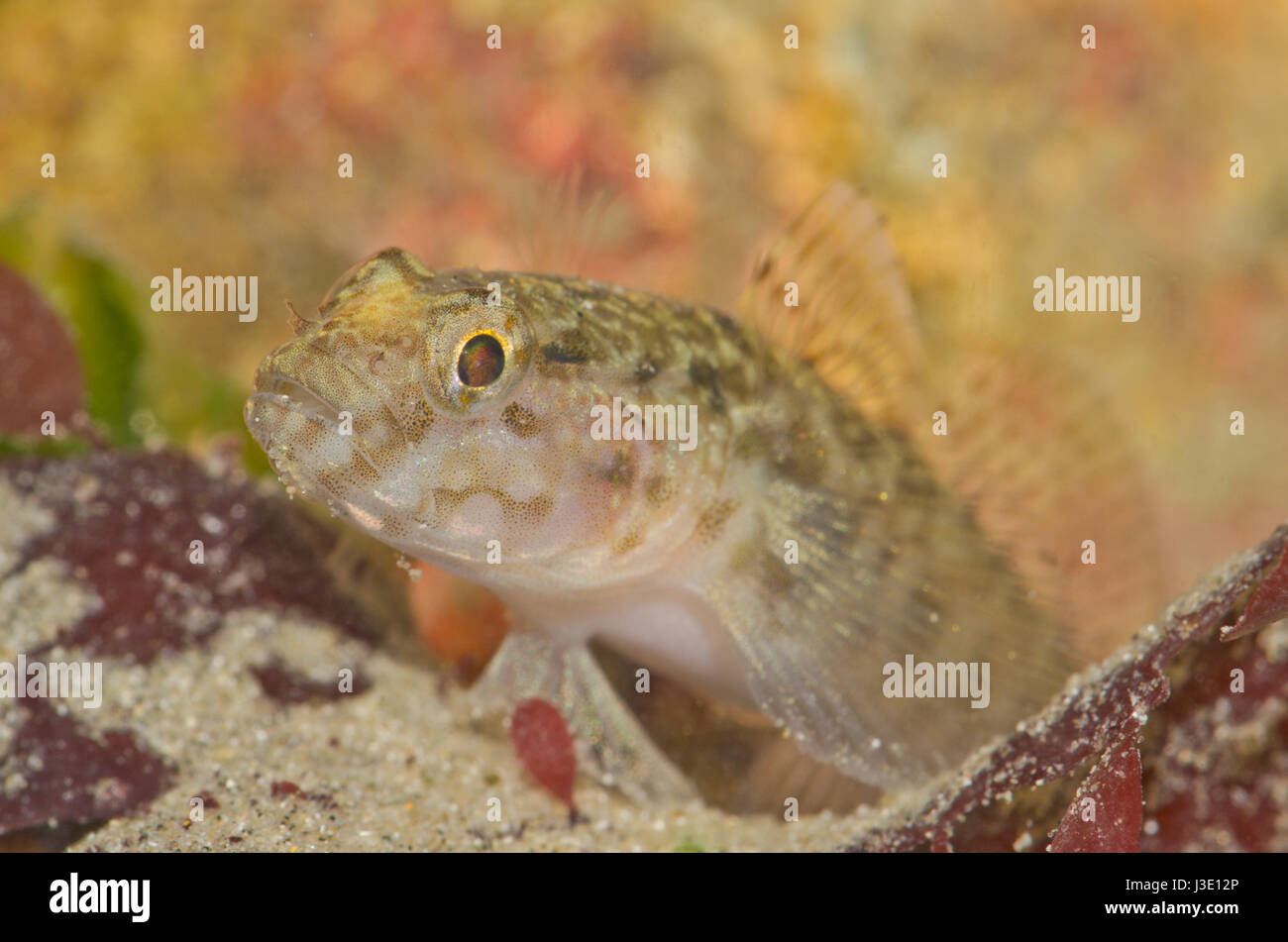 Male Rock goby (Gobius paganellus) in Non-breeding Colours Stock Photo