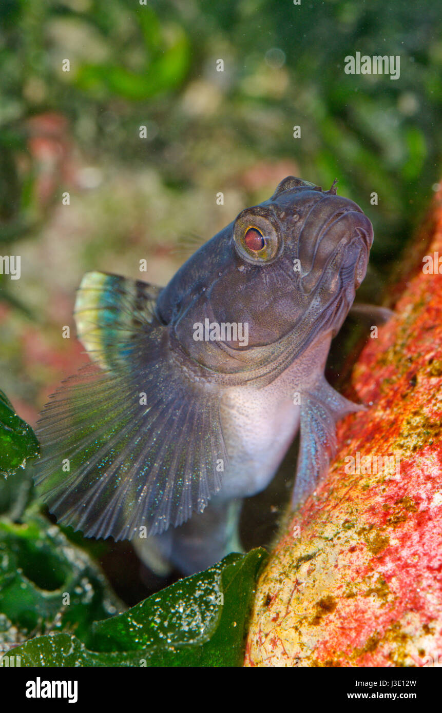 Male Rock goby (Gobius paganellus) Stock Photo