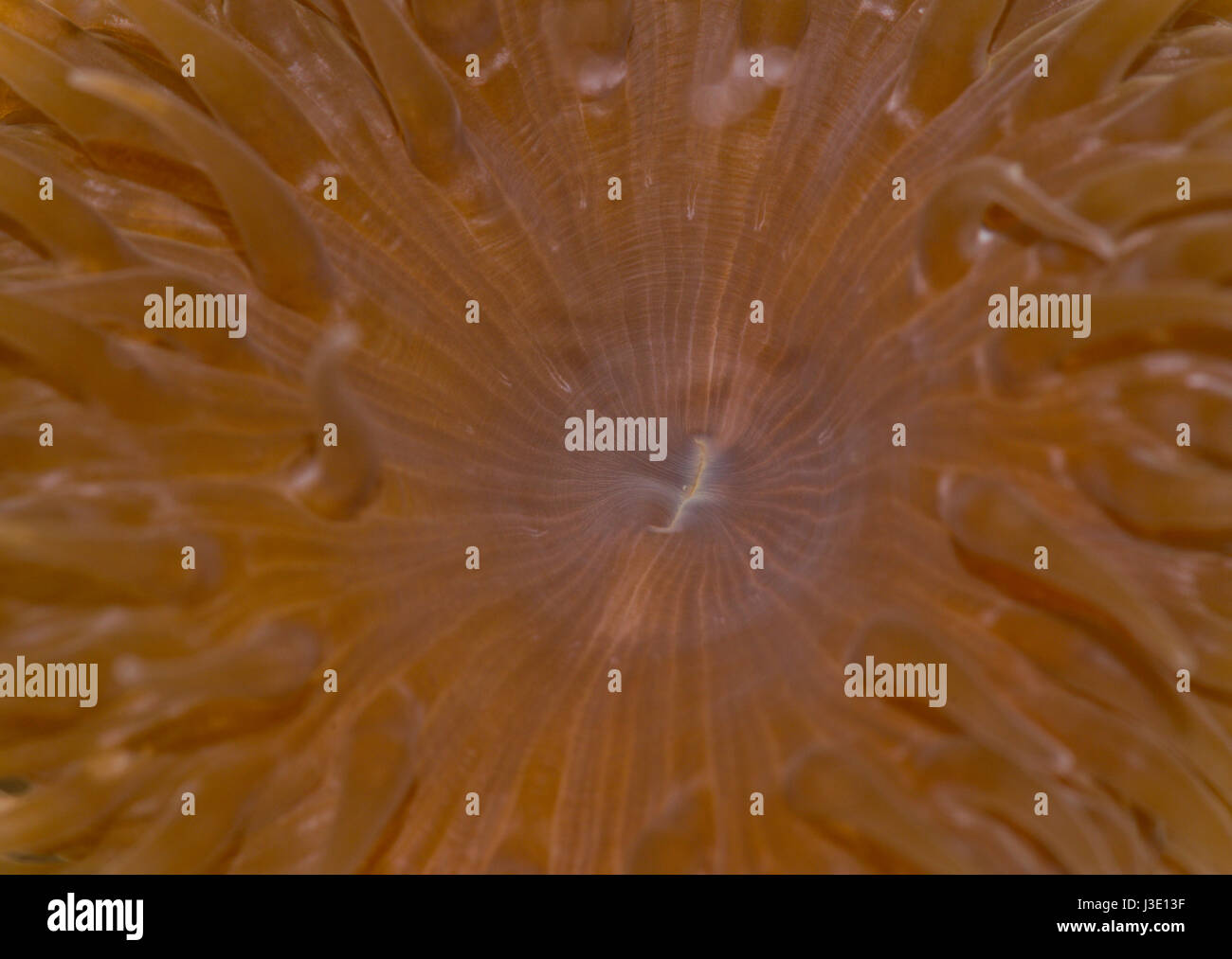 Mouth of Daisy Sea Anemone (Cereus pedunculatus) Stock Photo