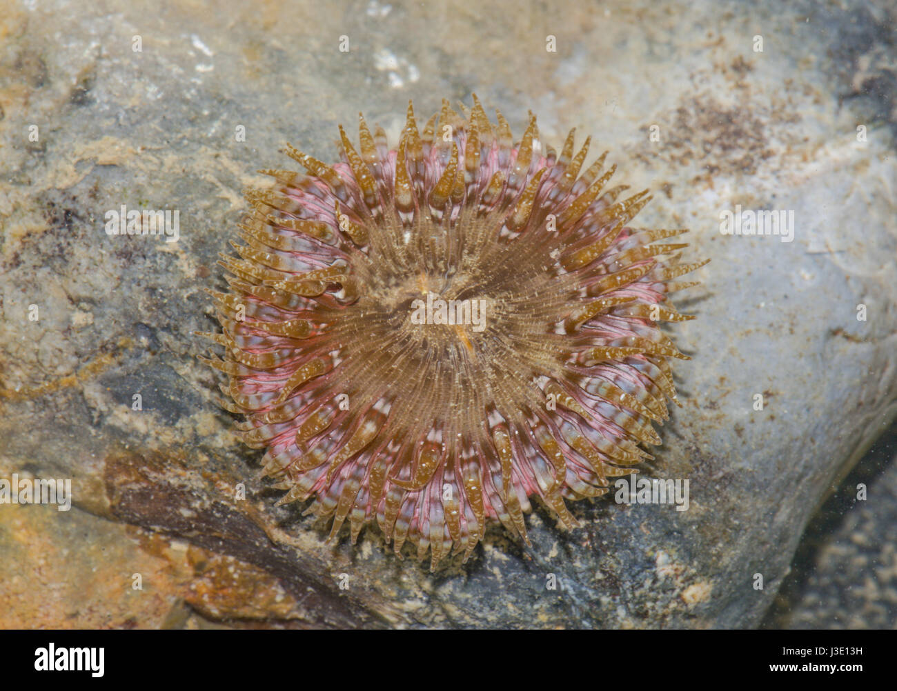 Daisy Sea Anemone (Cereus pedunculatus) Pink & Brown Form Stock Photo