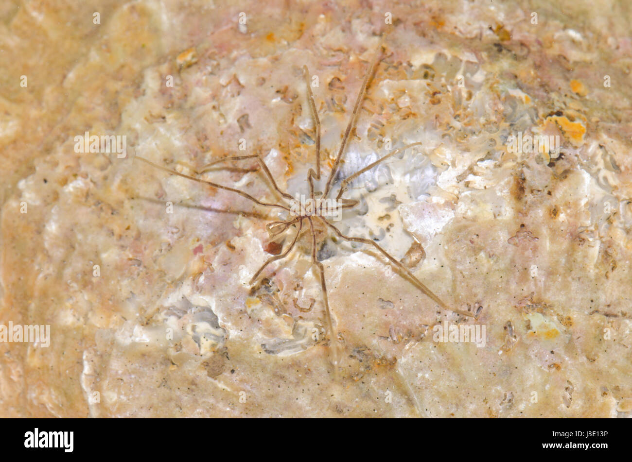 Sea Spider (Nymphon sp) Male Stock Photo