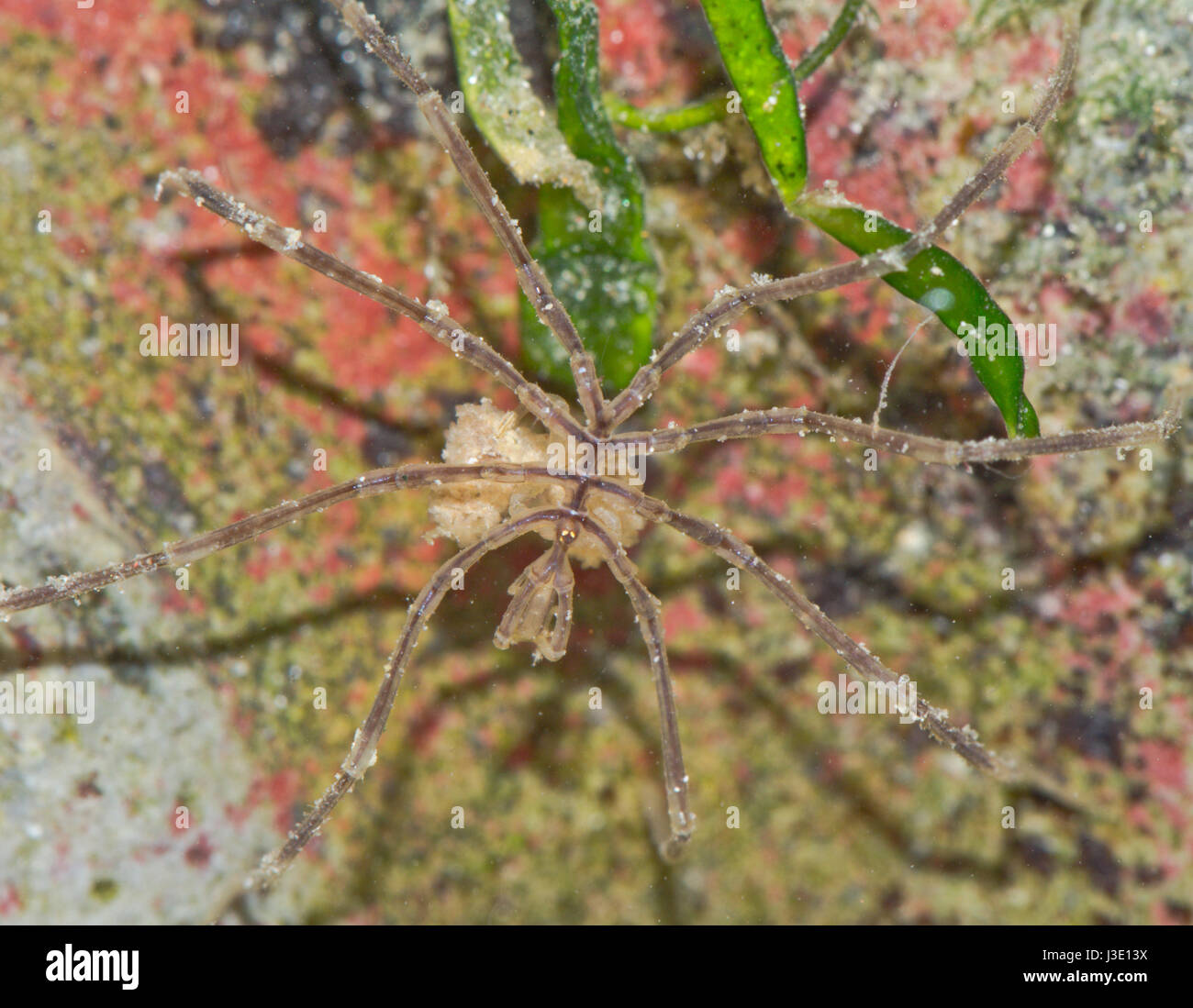 Sea Spider (Nymphon sp) Male Carrying Eggs Stock Photo