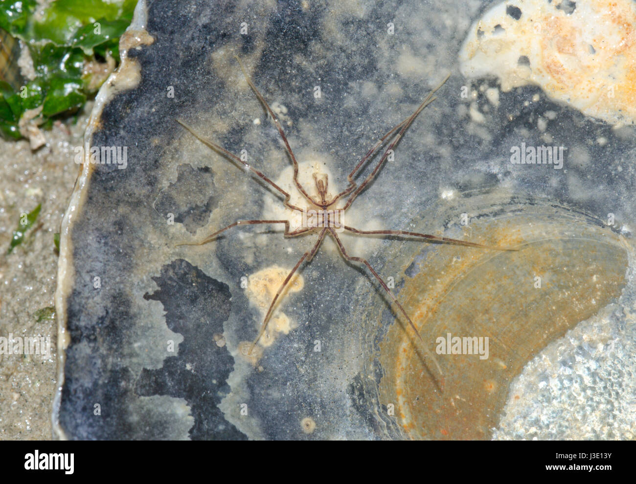 Gangly Lancer Sea Spider (Nymphon sp) Male. Sussex, UK Stock Photo