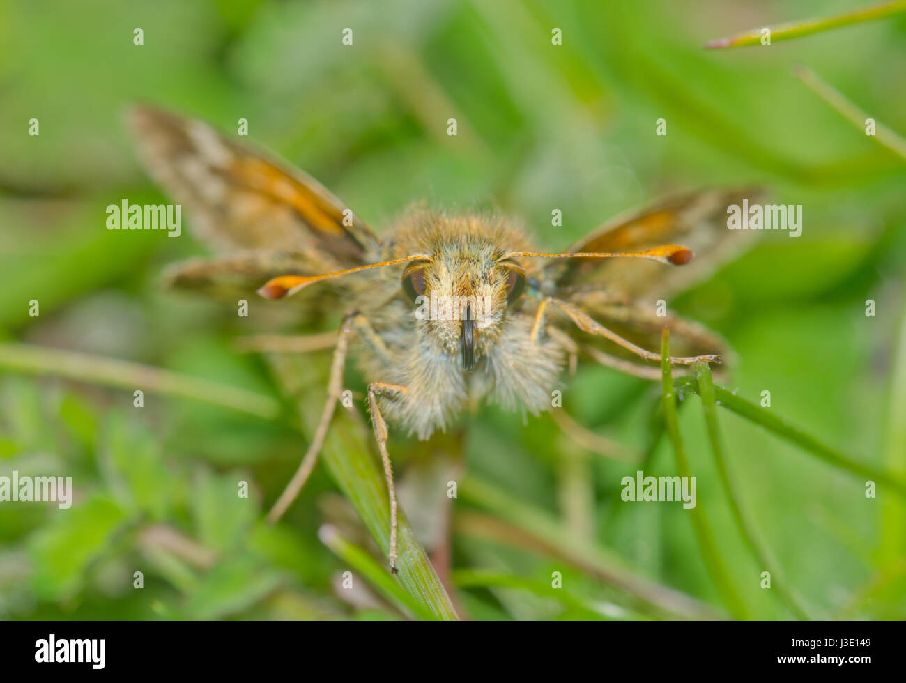 Head of Silver-spotted Skipper Butterfly (Hesperia comma). Sussex, UK Stock Photo