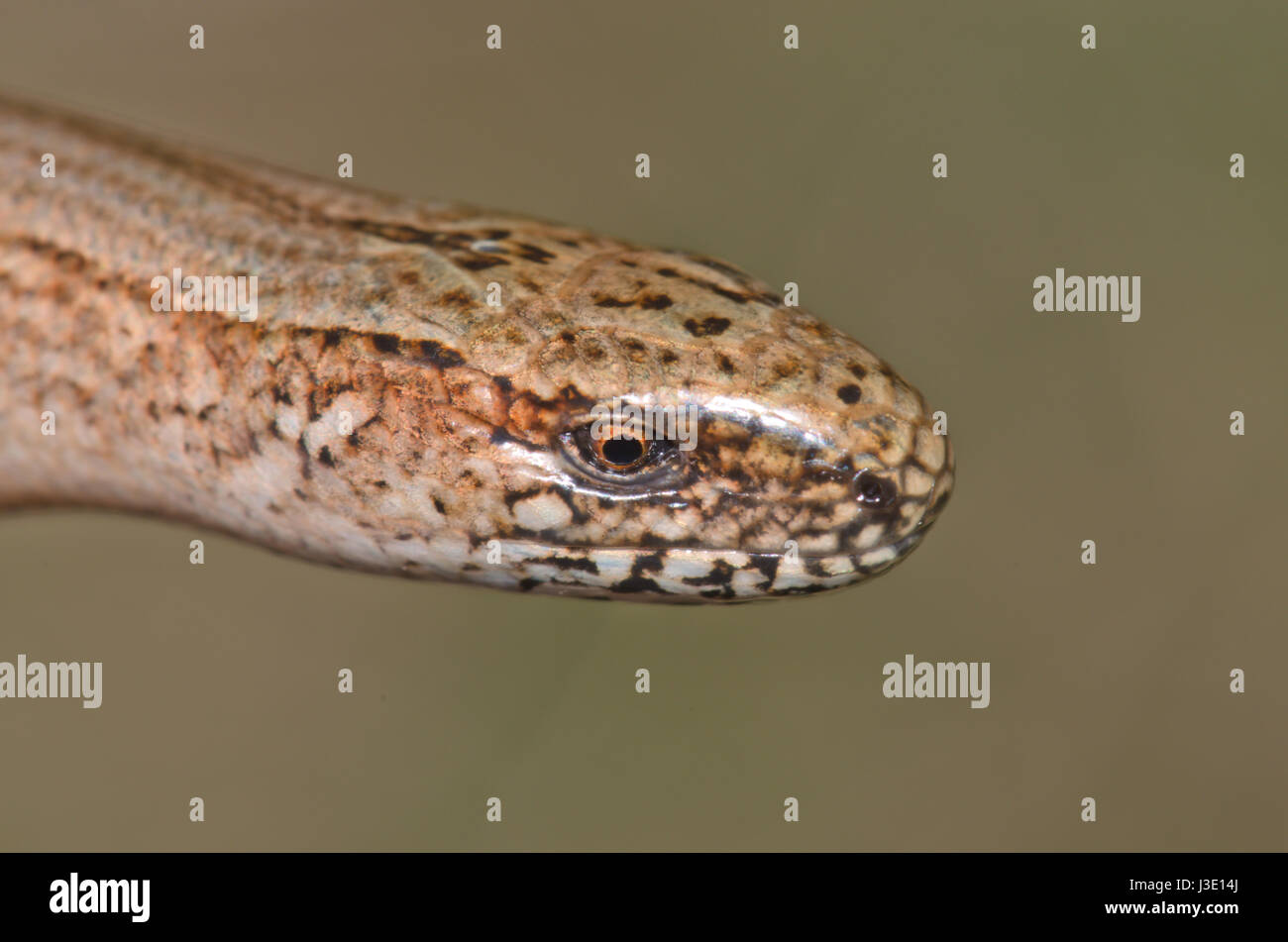 Close up Head of Slow-worm (Anguis fragilis). Sussex, UK Stock Photo