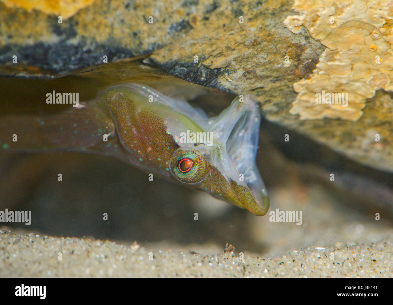 Small-headed Clingfish (Apletodon dentatus) Jaws Stock Photo