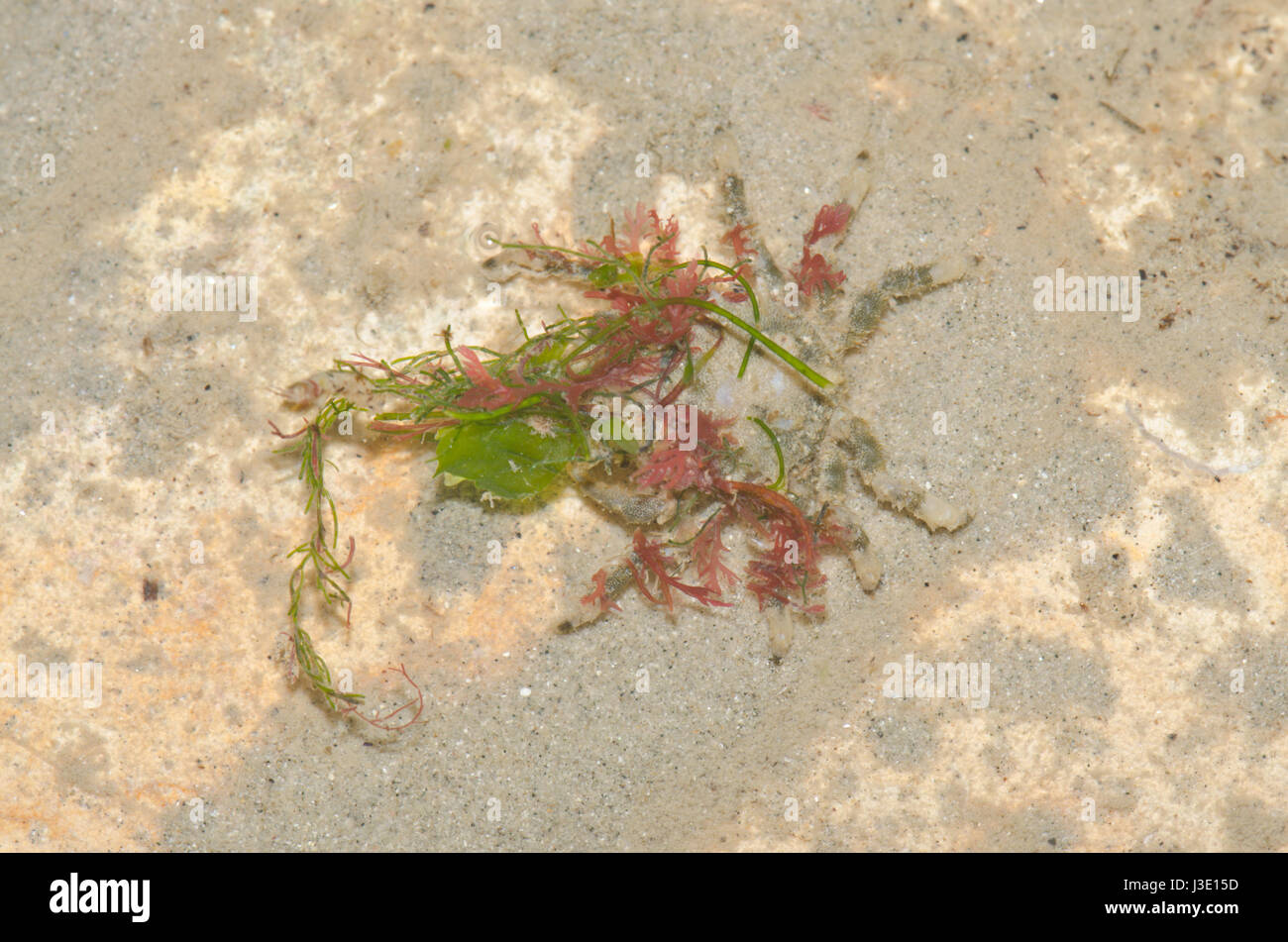 Camouflaged Spider Crab decorated with algae 2 of 2 Stock Photo