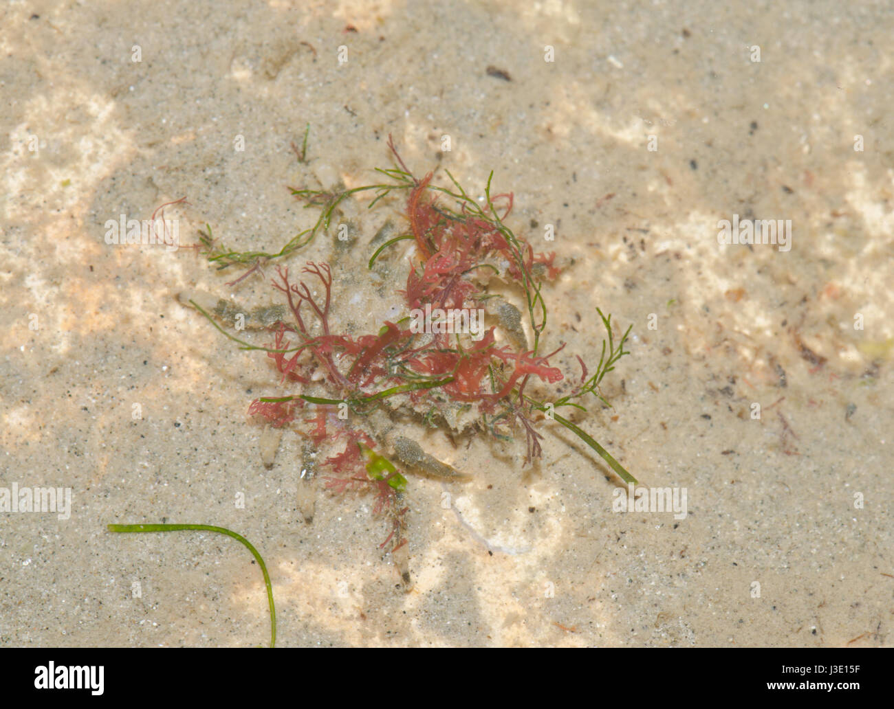 Camouflaged Spider Crab decorated with algae 1 of 2 Stock Photo