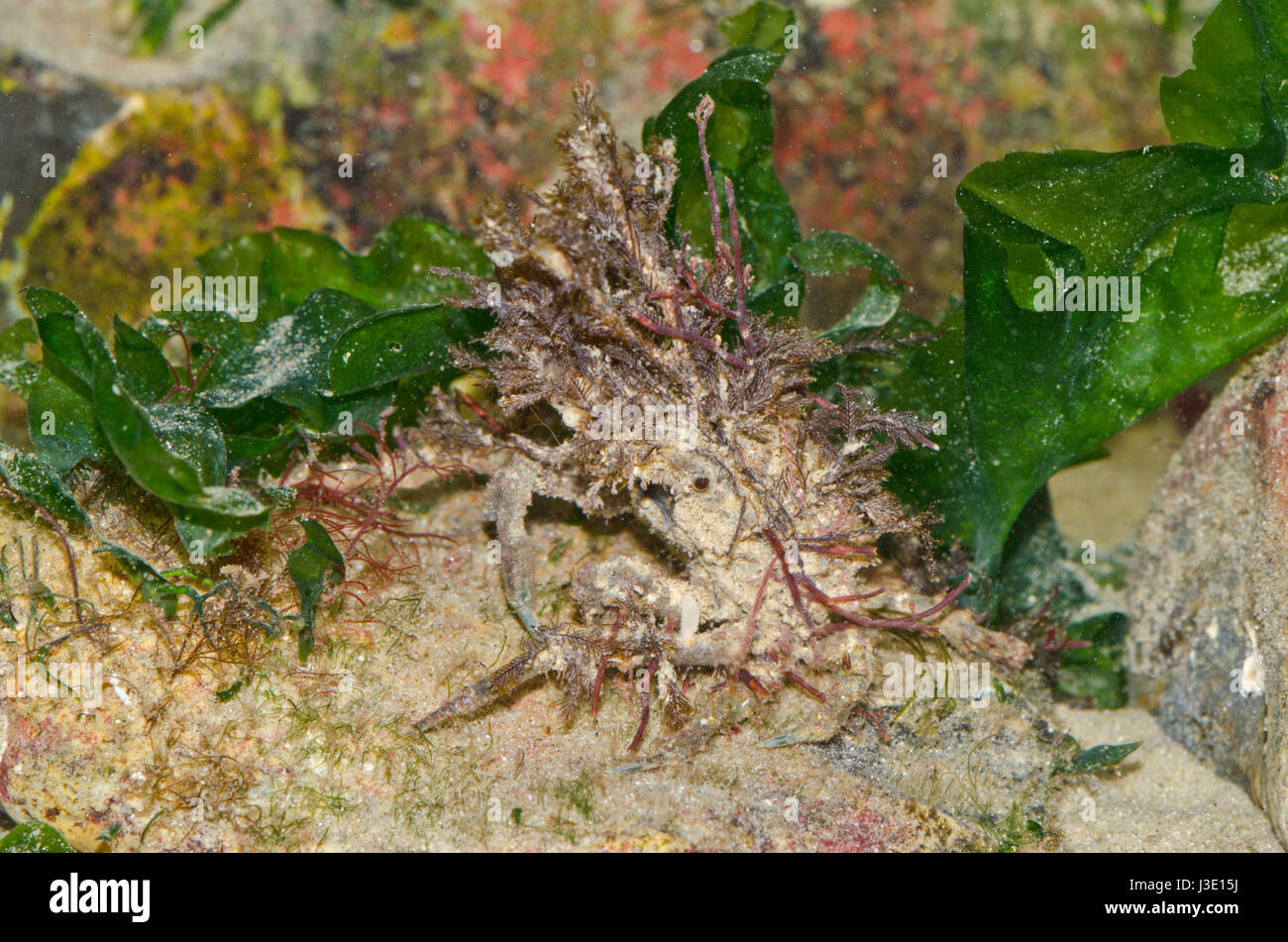 Camouflaged Spider Crab decorated with algae (Pisa sp) Stock Photo