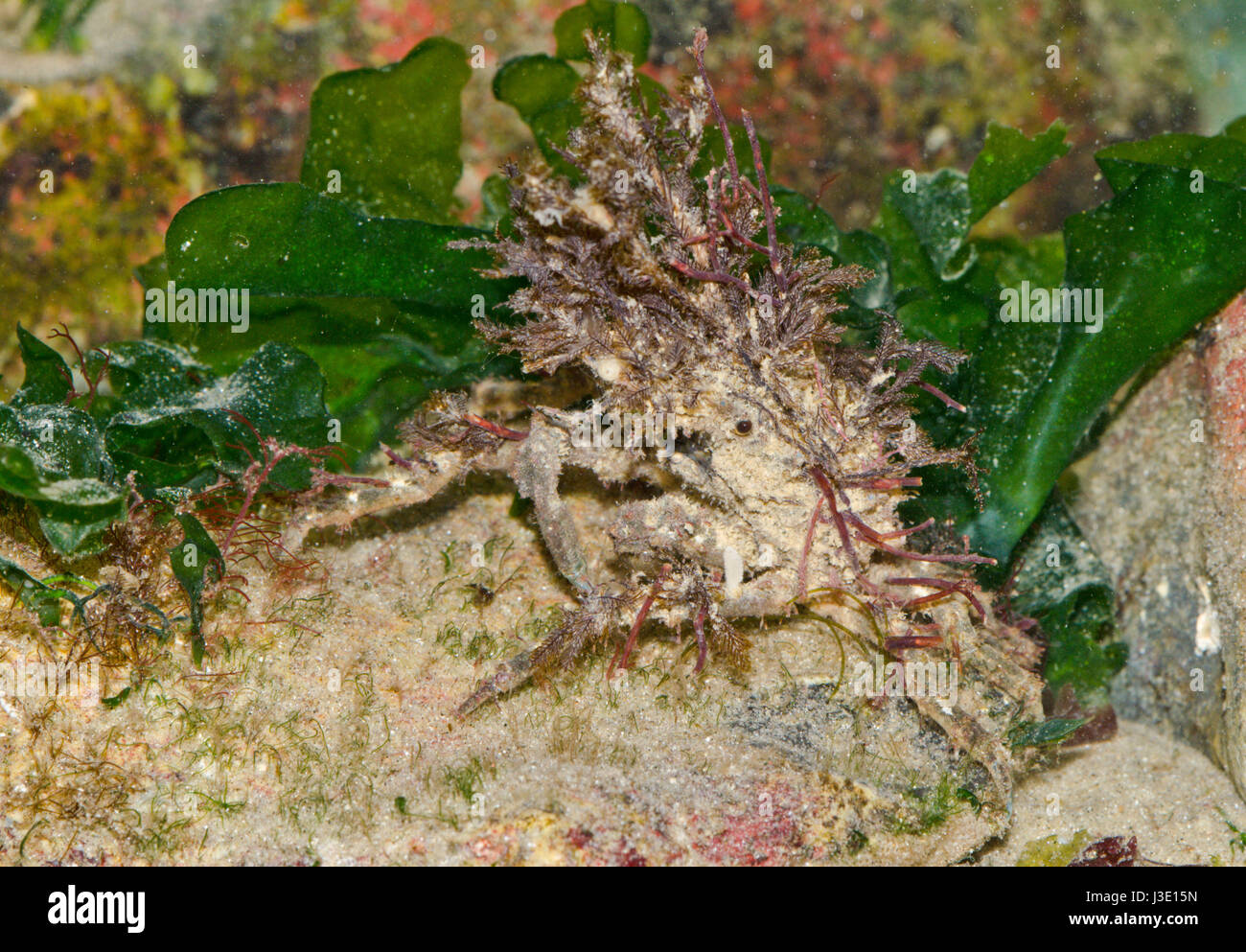 Camouflaged Spider Crab decorated with seaweed Stock Photo