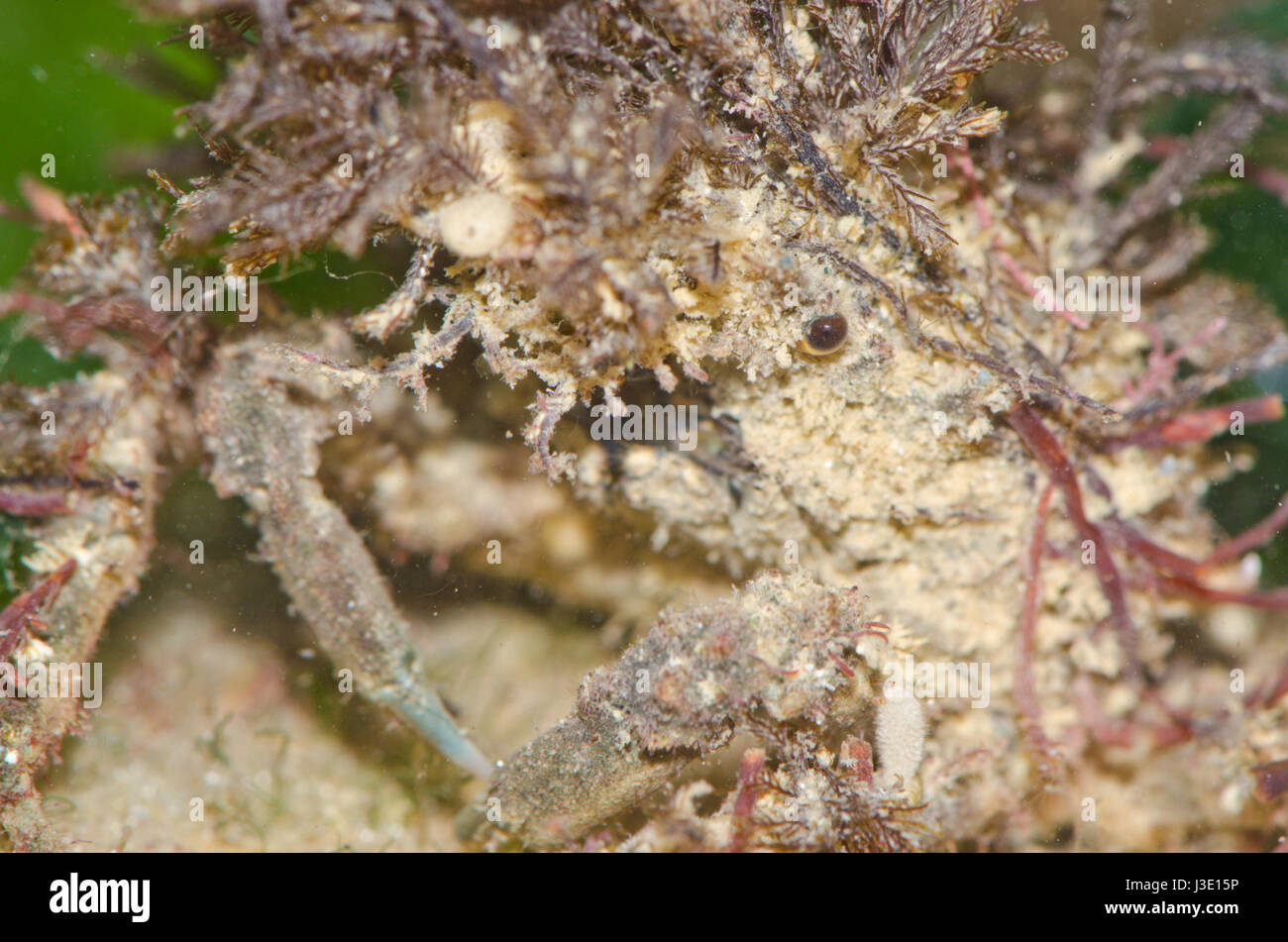 Close Up Spider Crab Stock Photo