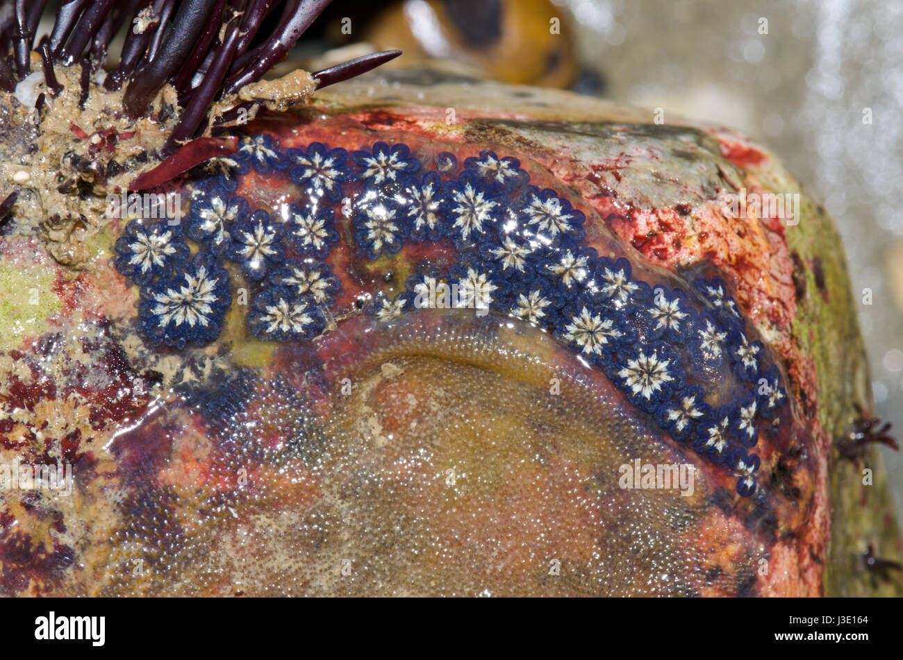 Star Ascidians (Botryllus schlosseri) in Sussex Rockpool Stock Photo