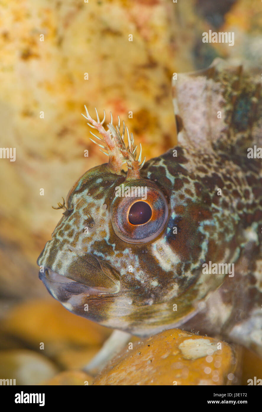 Rock pool fish hires stock photography and images Alamy