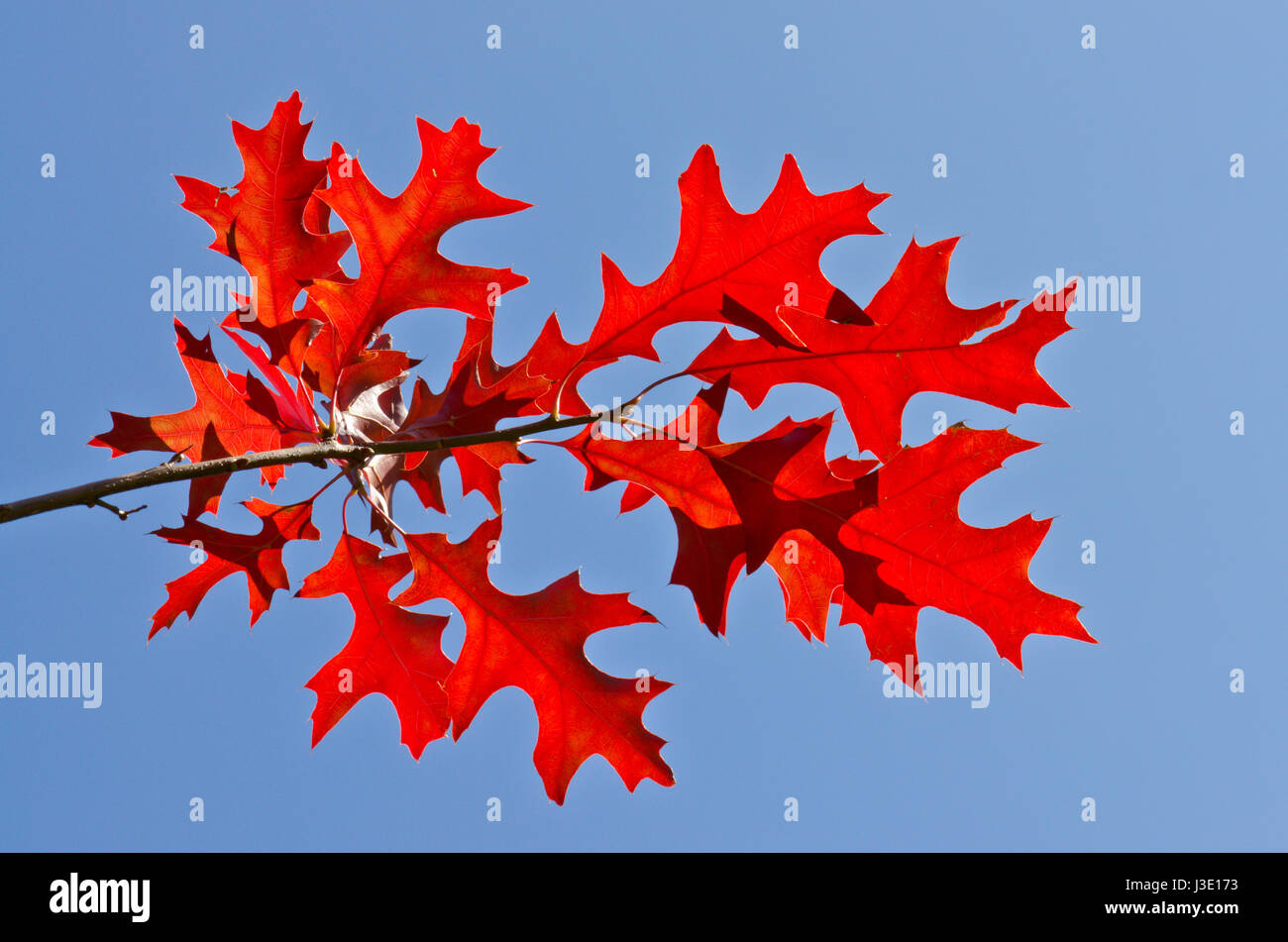 Spectacular backlit Autumnal Leaves of Red Turkey Oak tree against blue sky Stock Photo