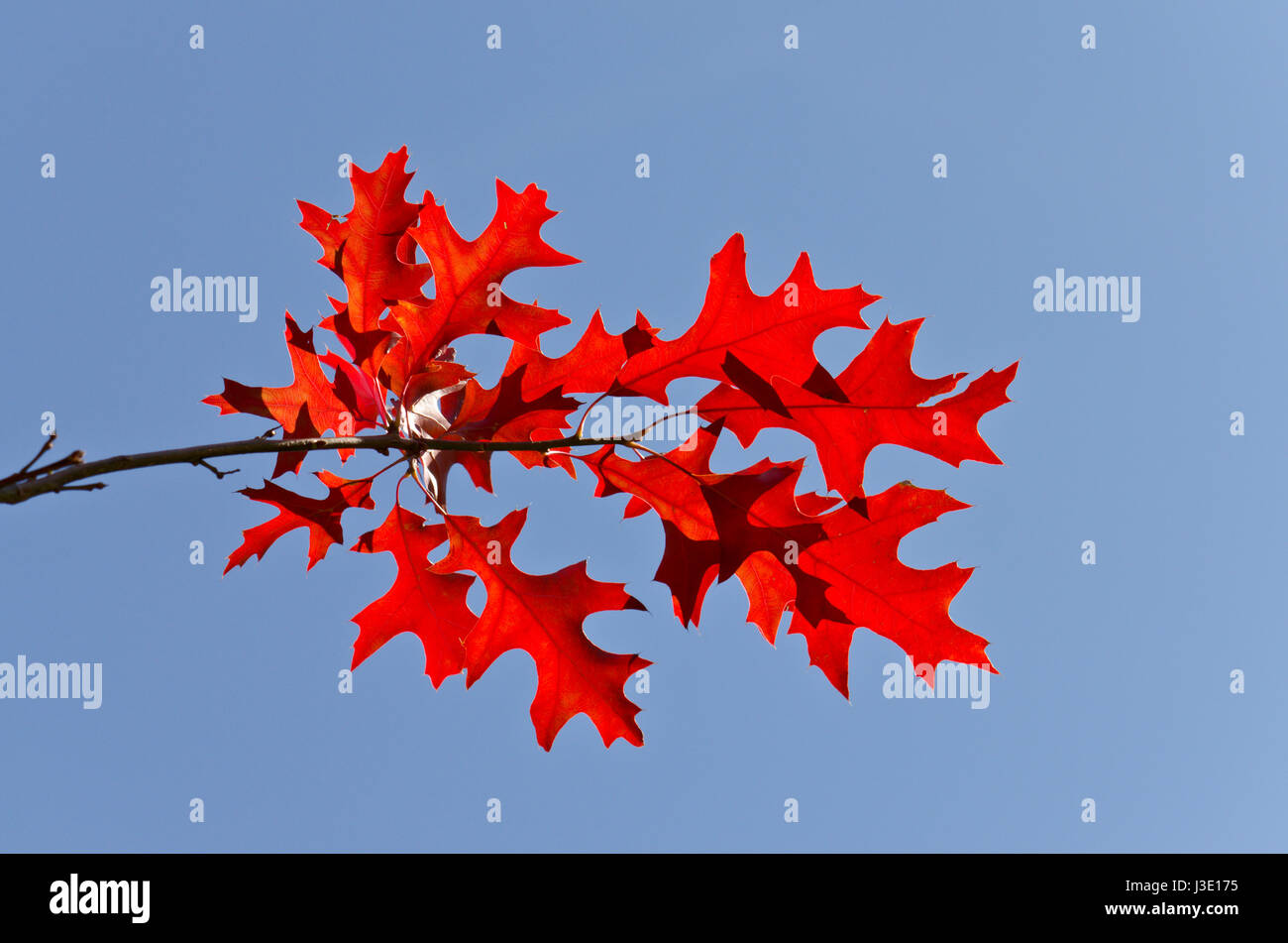 Red Turkey Oak Leaves (Quercus laevis) Stock Photo