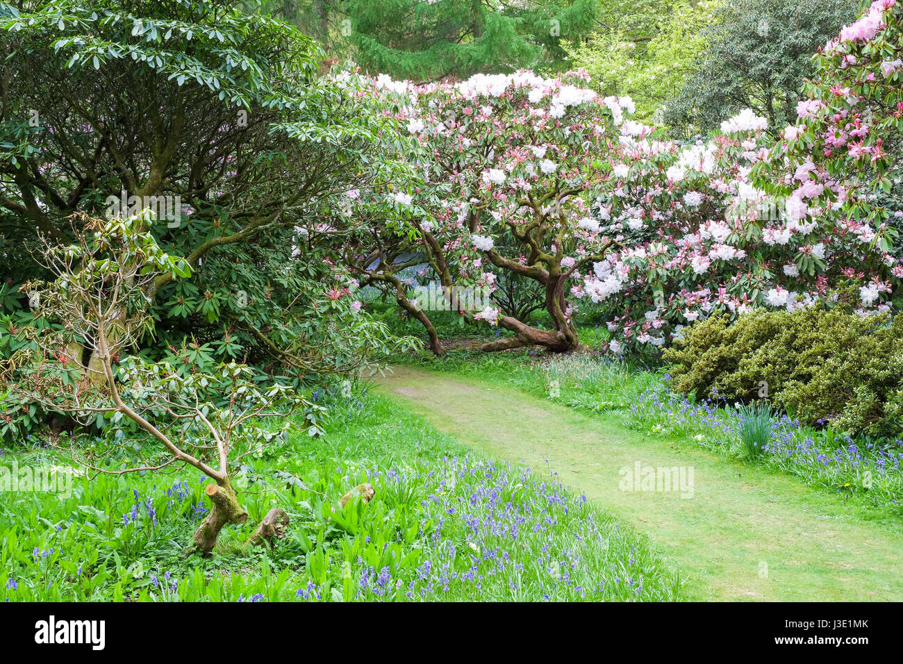 Spring flowers in an English country garden Stock Photo