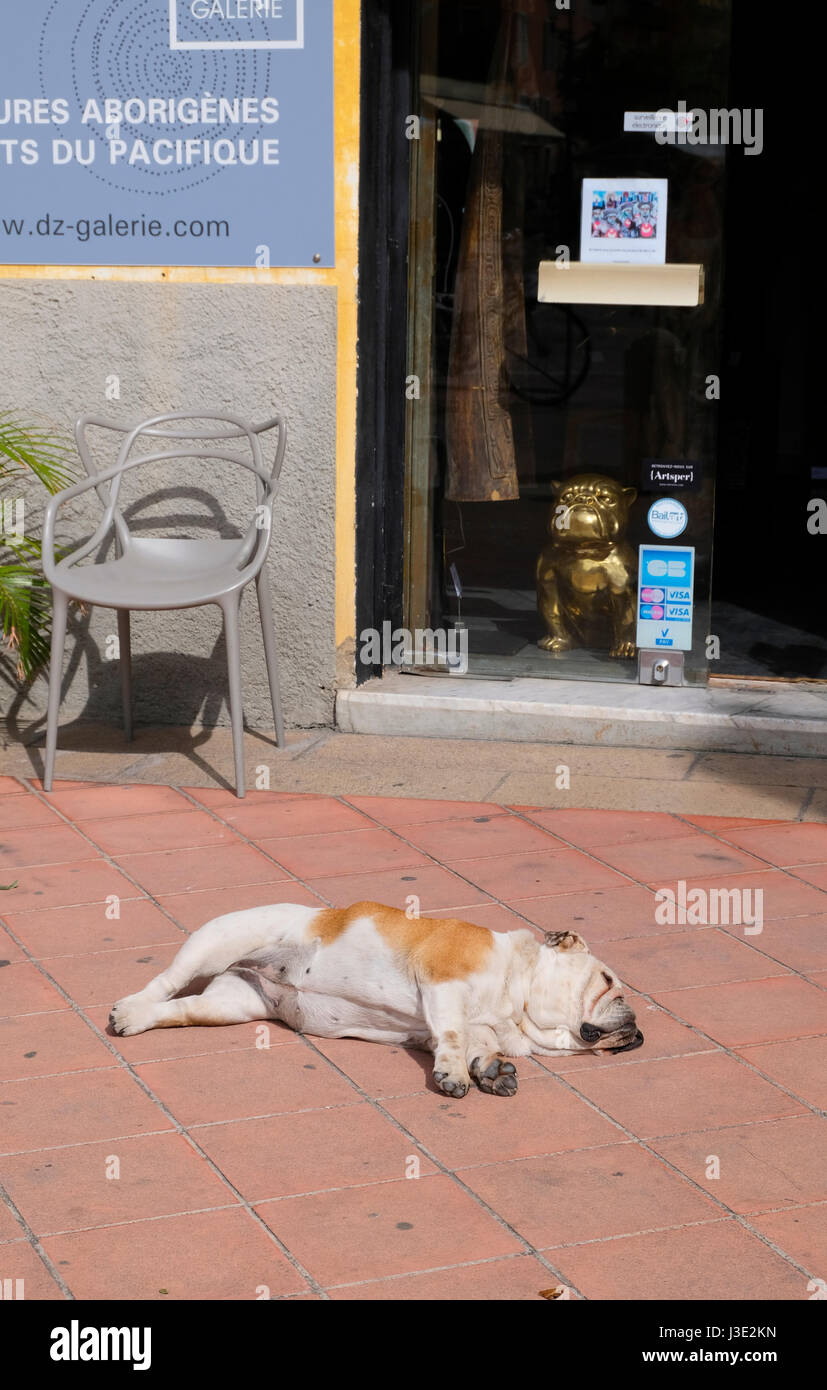 Nice, Provence-Alpes-Côte d'Azur, France. Bulldog fast asleep in front of shop with a brass Bulldog in its window Stock Photo