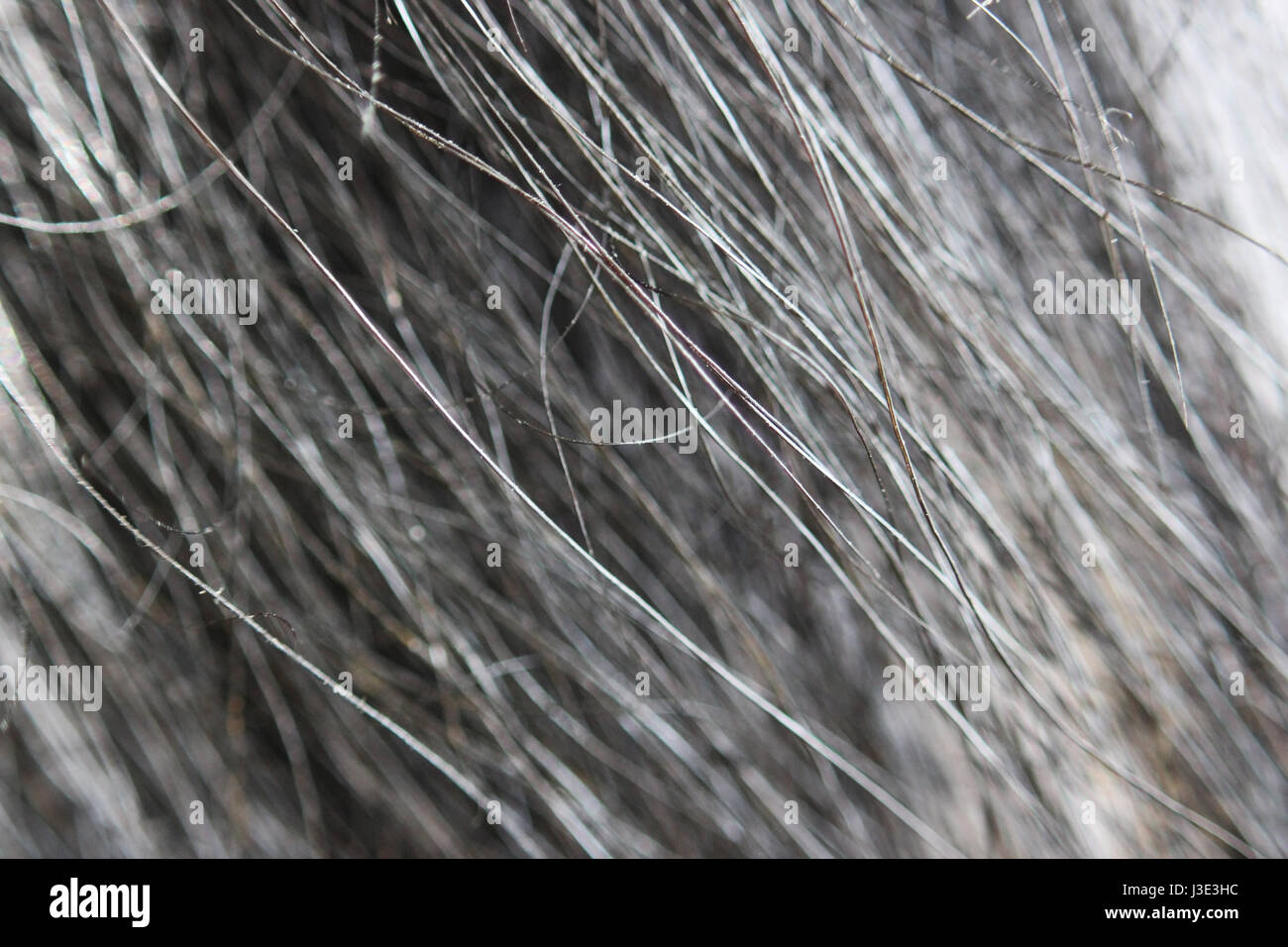 Macro texture of wool black wild Altaic yak. Stock Photo