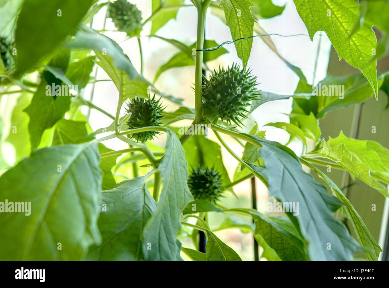 Wien, Zucht seltener Pflanzen in einer Privatwohnung, Stechapfel (DATURA  STRAMONIUM Stock Photo - Alamy