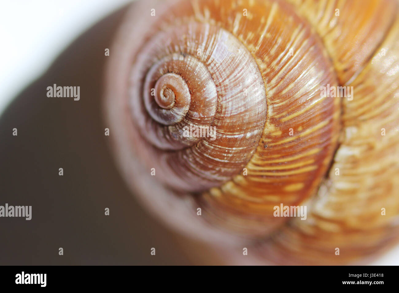 Arianta arbustorum is a medium-sized species of land snail, sometimes known as the copse snail , a terrestrial pulmonate gastropod mollusk in the family Helicidae. Stock Photo