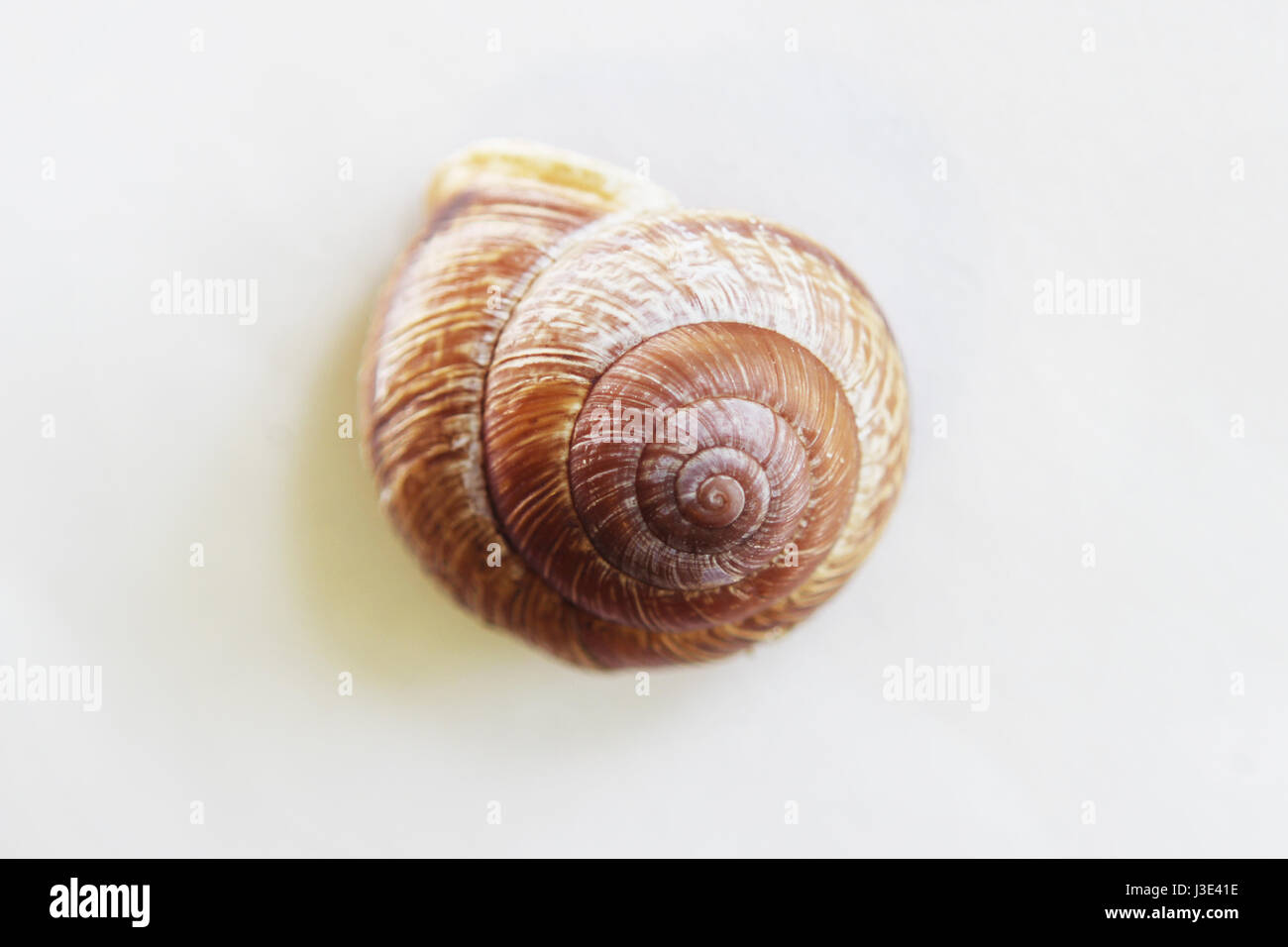 Arianta arbustorum is a medium-sized species of land snail, sometimes known as the copse snail , a terrestrial pulmonate gastropod mollusk in the family Helicidae. Stock Photo