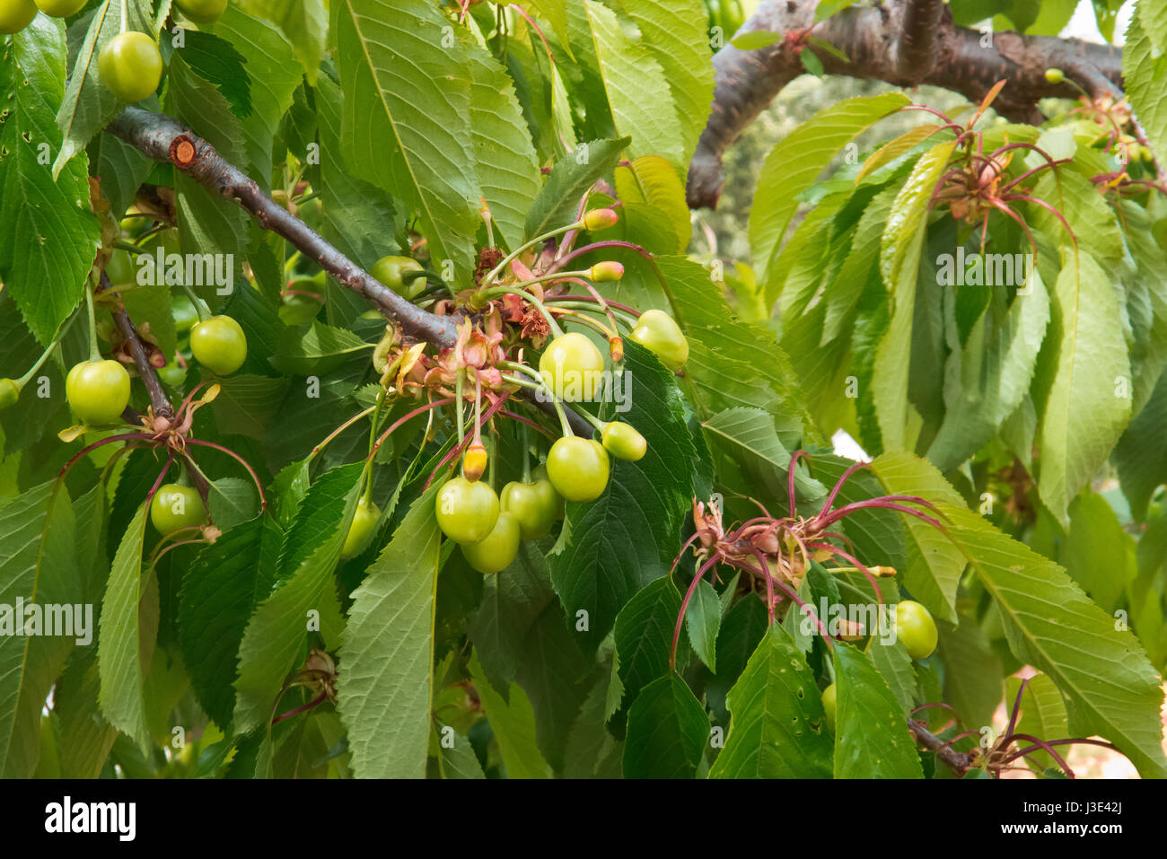 Cherry growing in Puglia land. Stock Photo