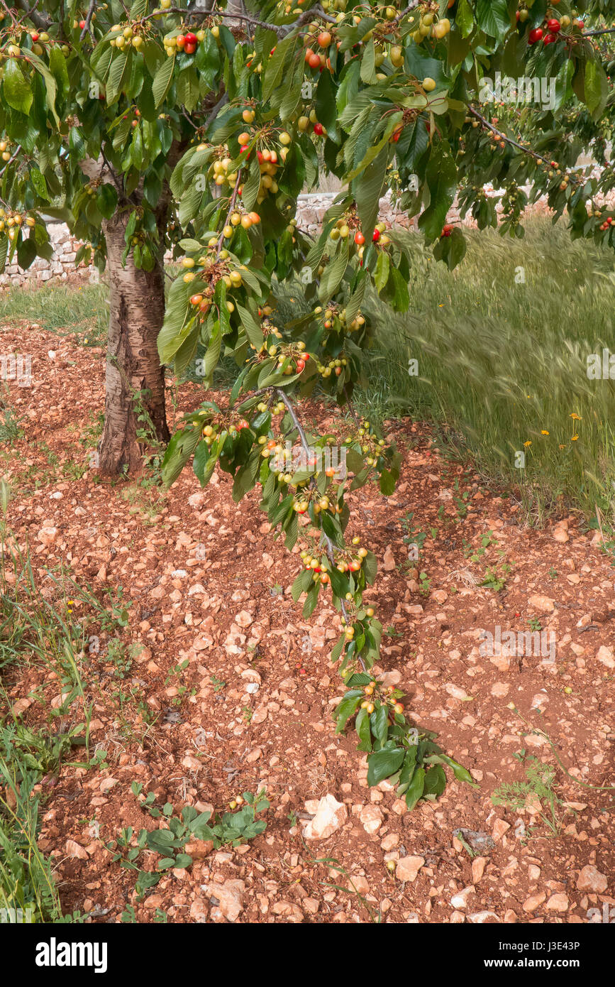 Cherry growing in Puglia land. Stock Photo